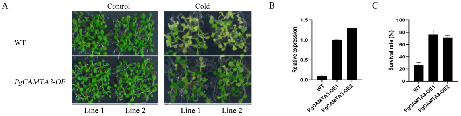 Plants 14 00813 g006 Plants 14 00813 g006