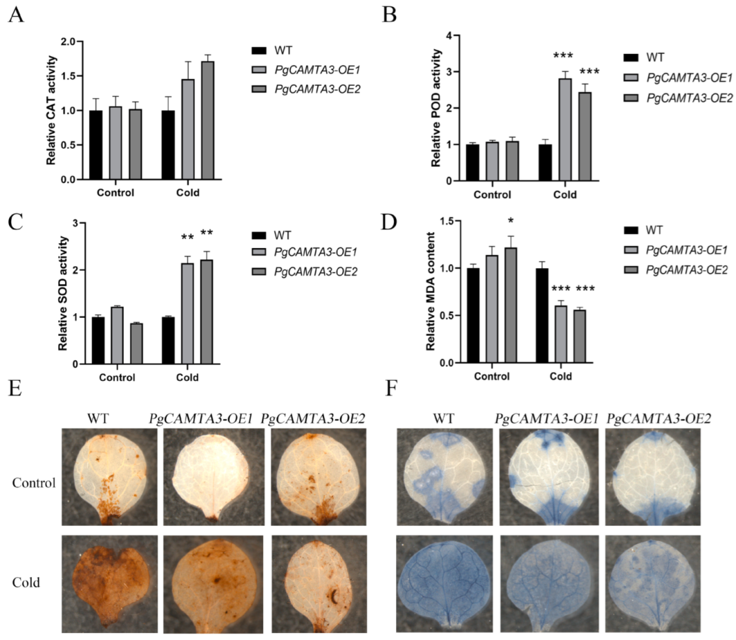 Plants 14 00813 g007 Plants 14 00813 g007