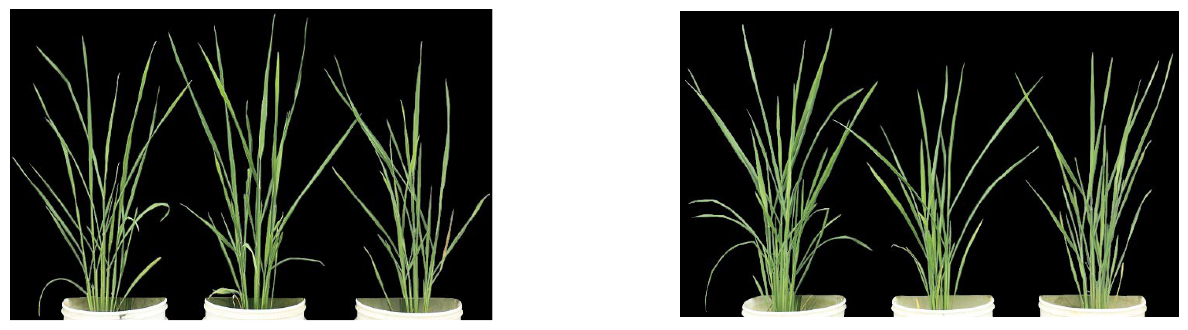 Plants 14 00820 g001 Plants 14 00820 g001