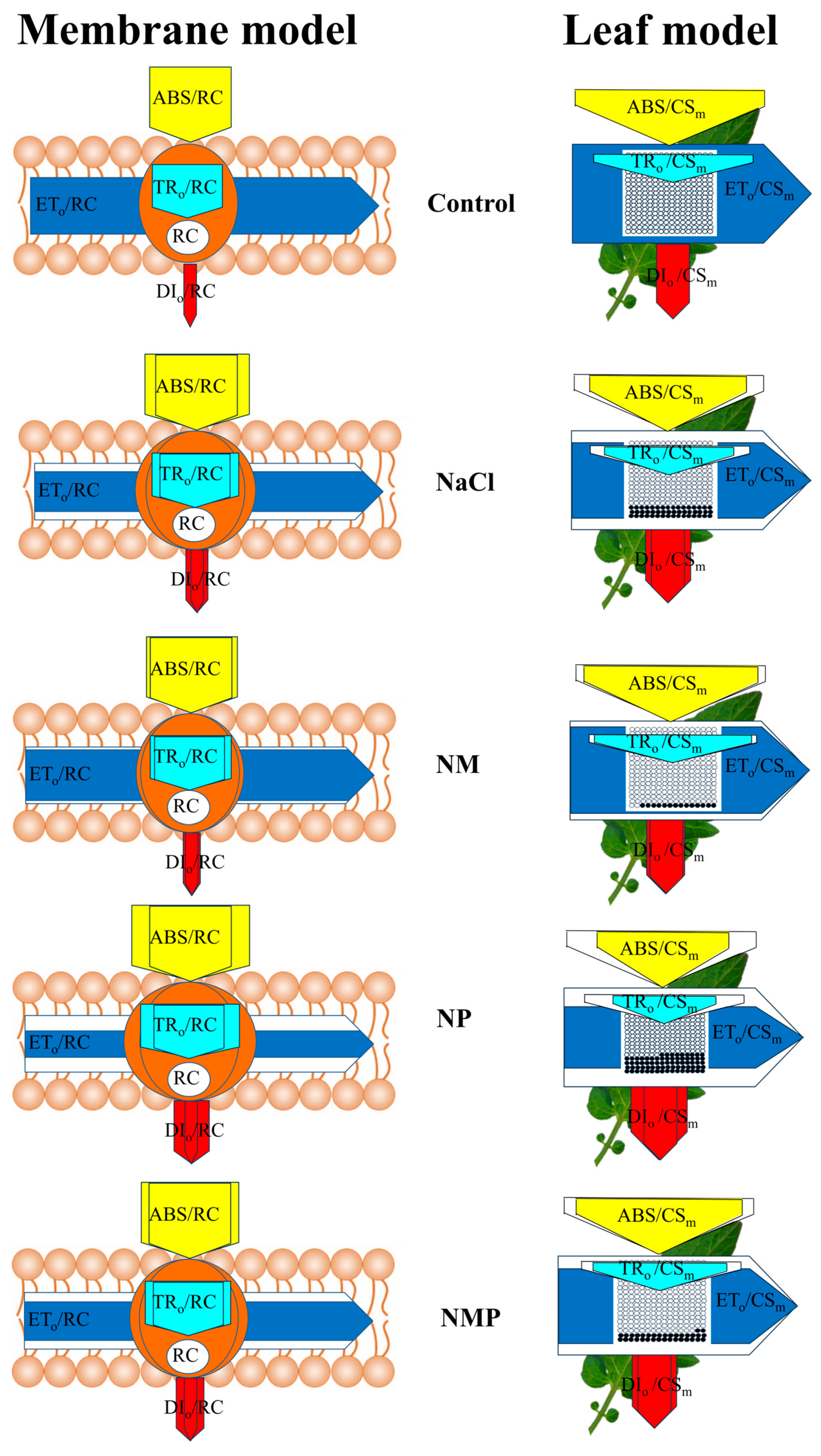 Plants 14 00824 g008