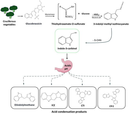 Unveiling the Multifaceted Pharmacological Actions of Indole