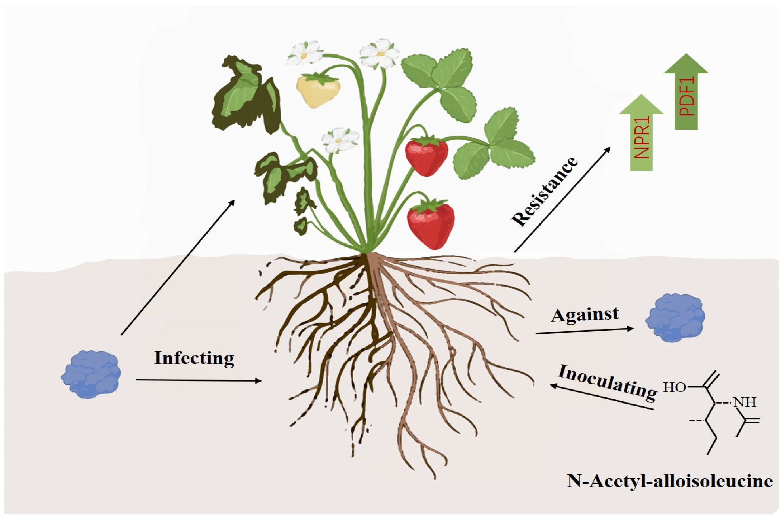 Plants 14 00829 g006