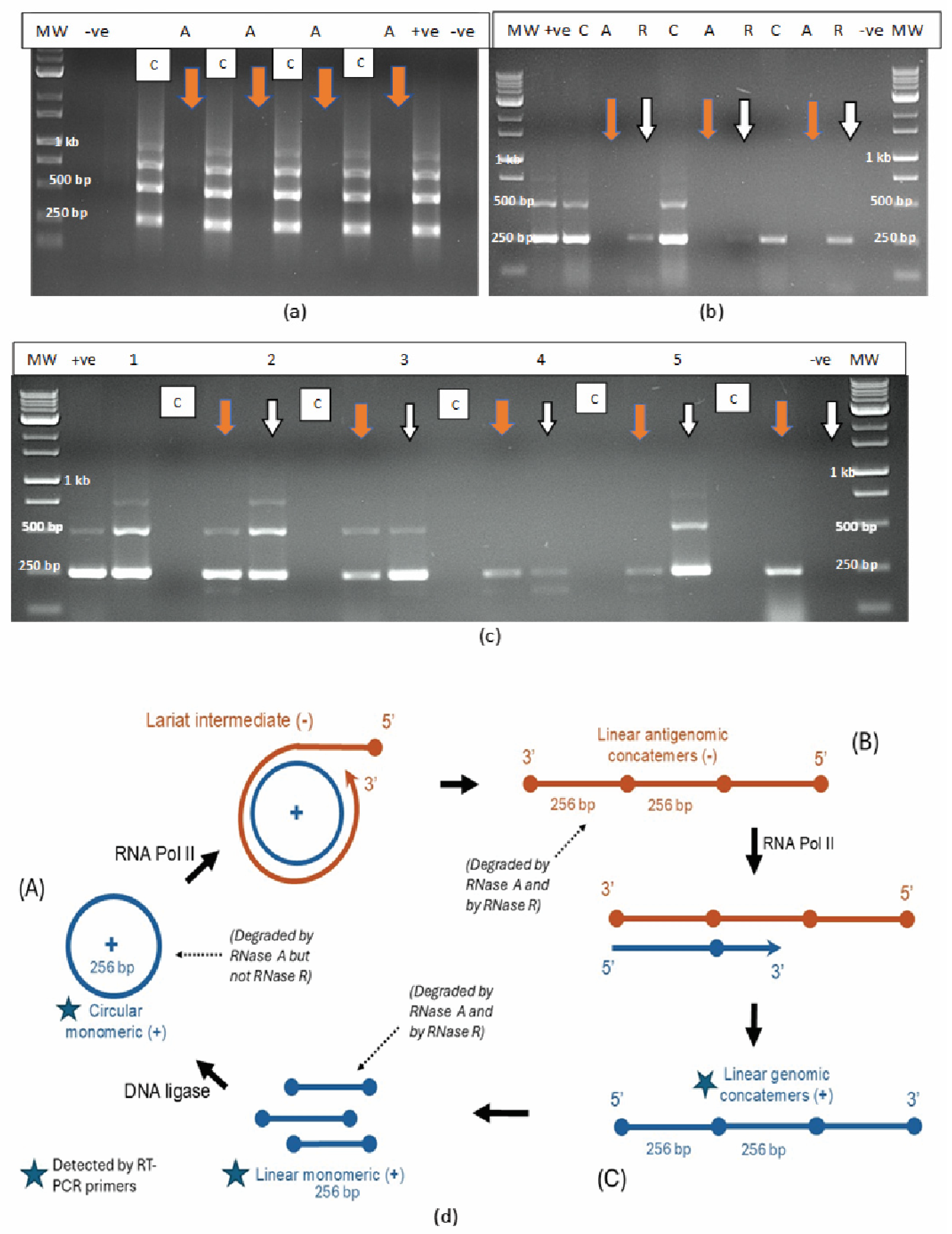 Plants 14 00830 g002 Plants 14 00830 g002