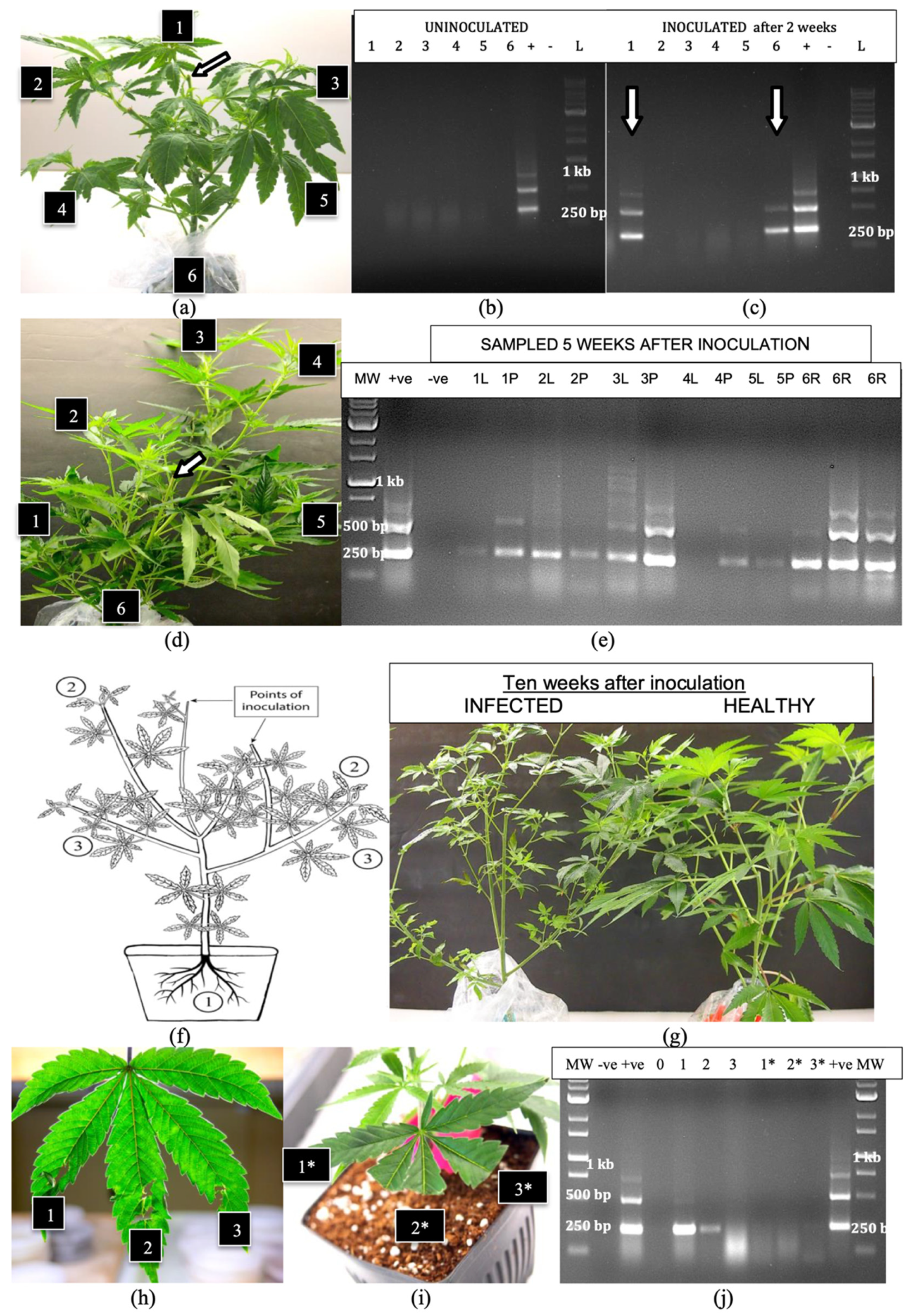 Plants 14 00830 g006 Plants 14 00830 g006