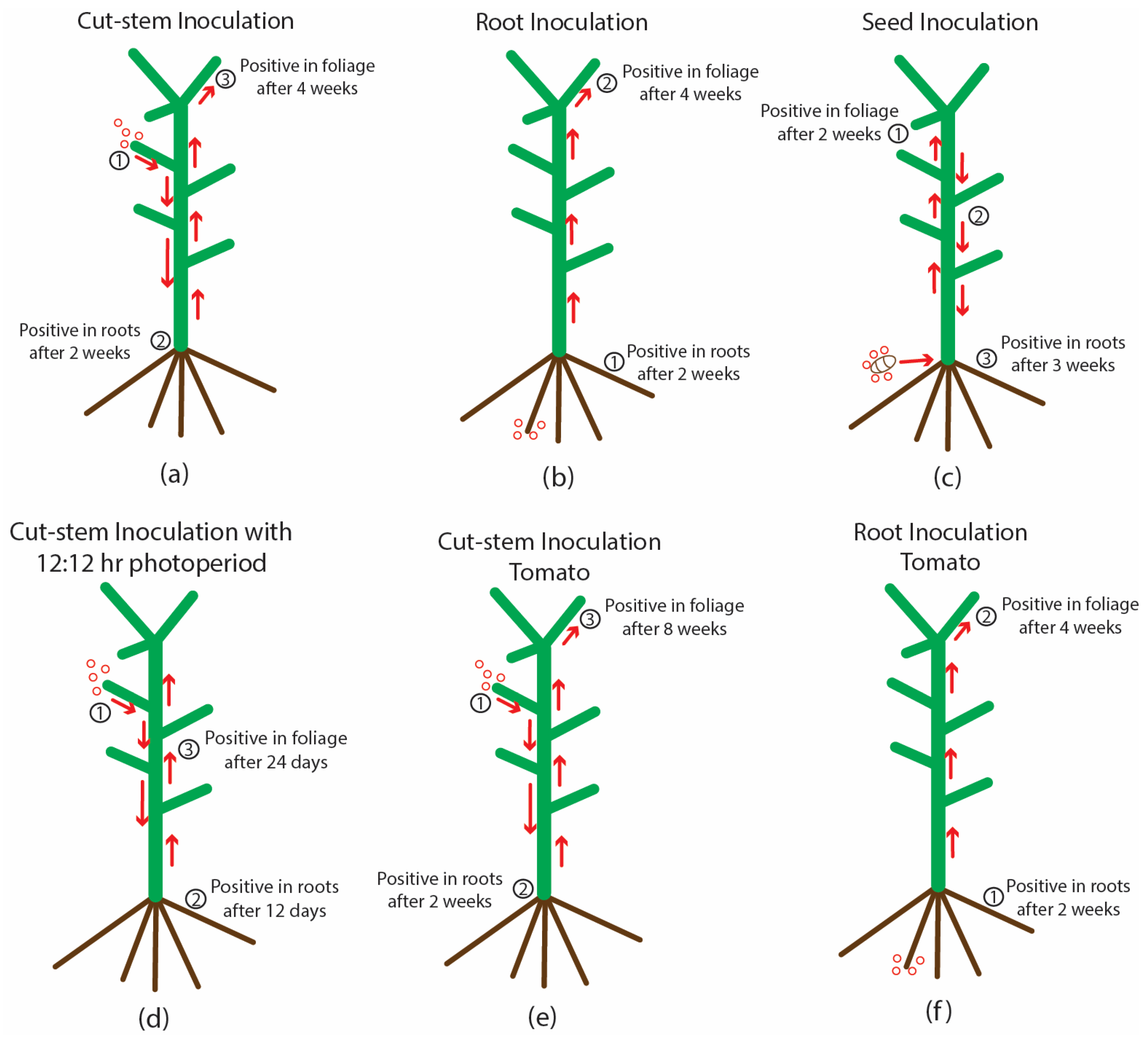 Plants 14 00830 g009 Plants 14 00830 g009