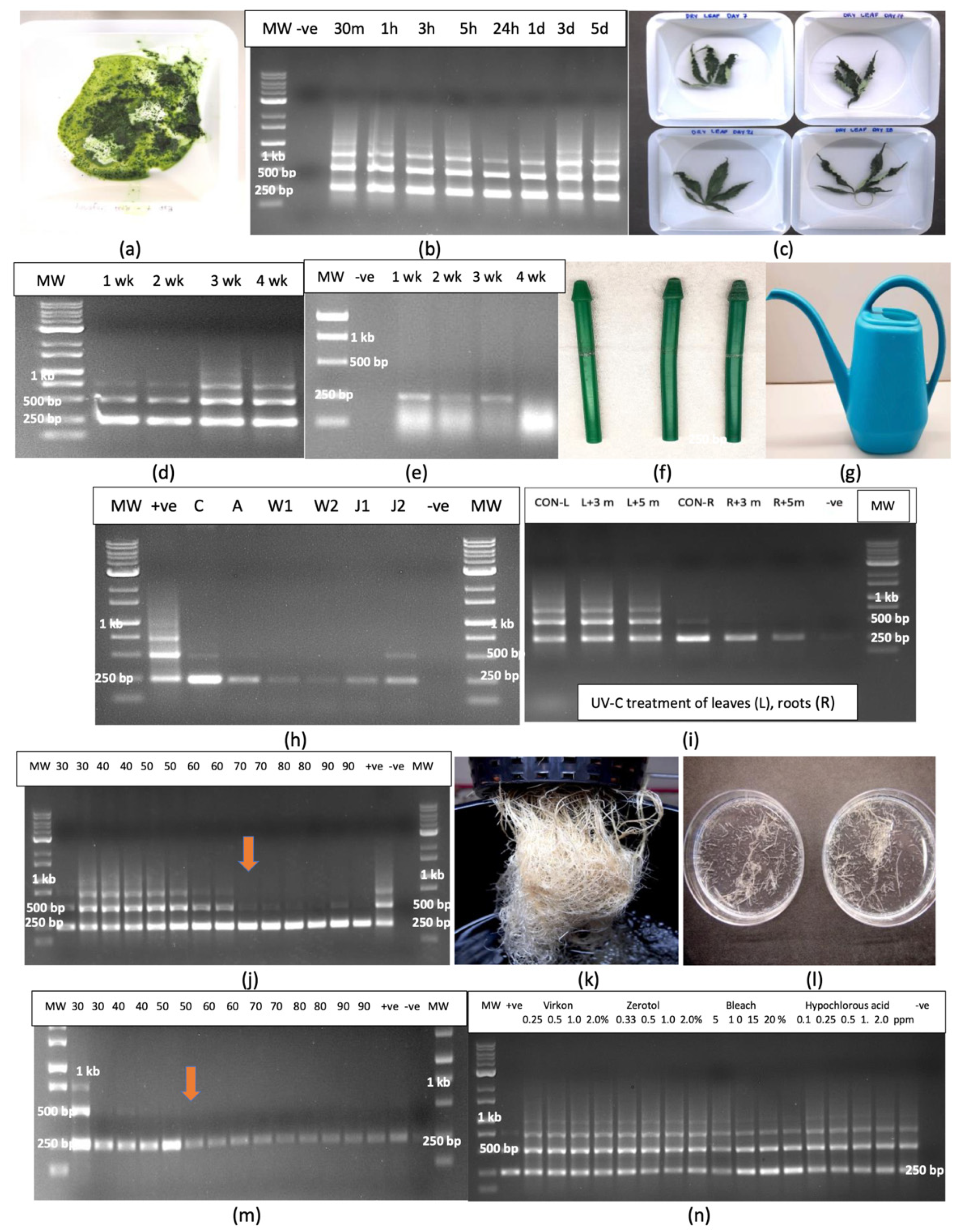 Plants 14 00830 g014 Plants 14 00830 g014