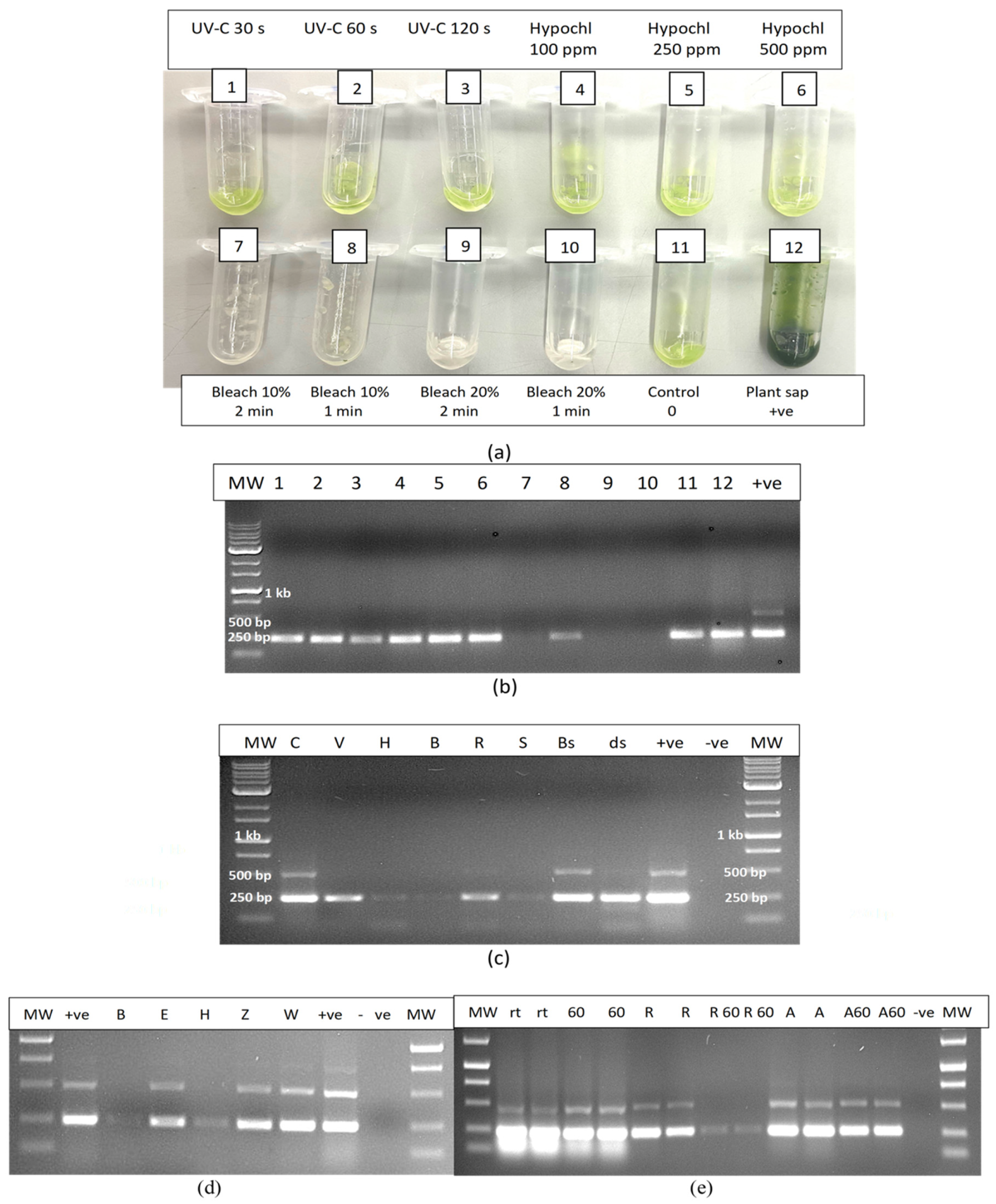 Plants 14 00830 g016 Plants 14 00830 g016