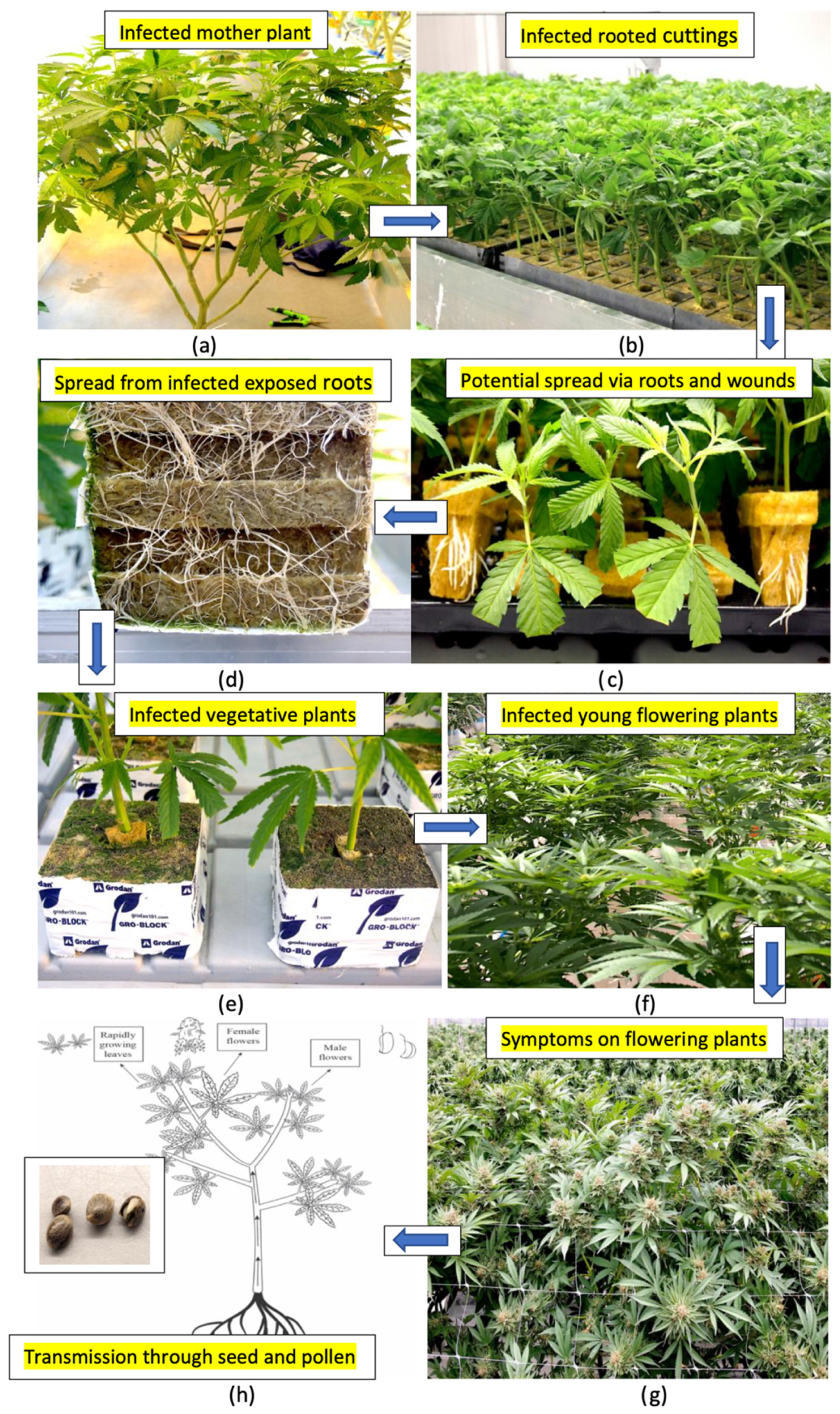 Plants 14 00830 g019 Plants 14 00830 g019