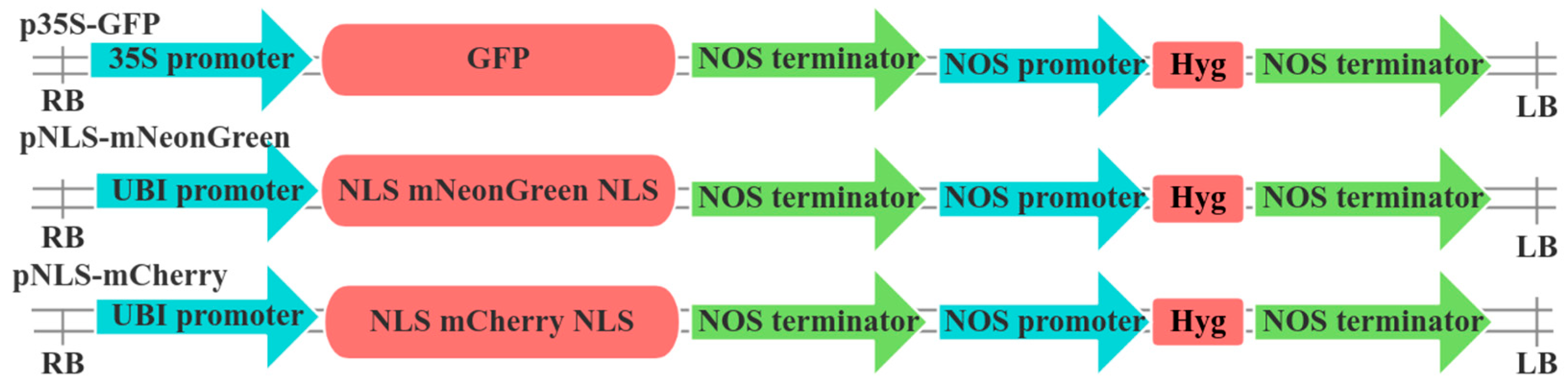 Plants 14 00832 g001