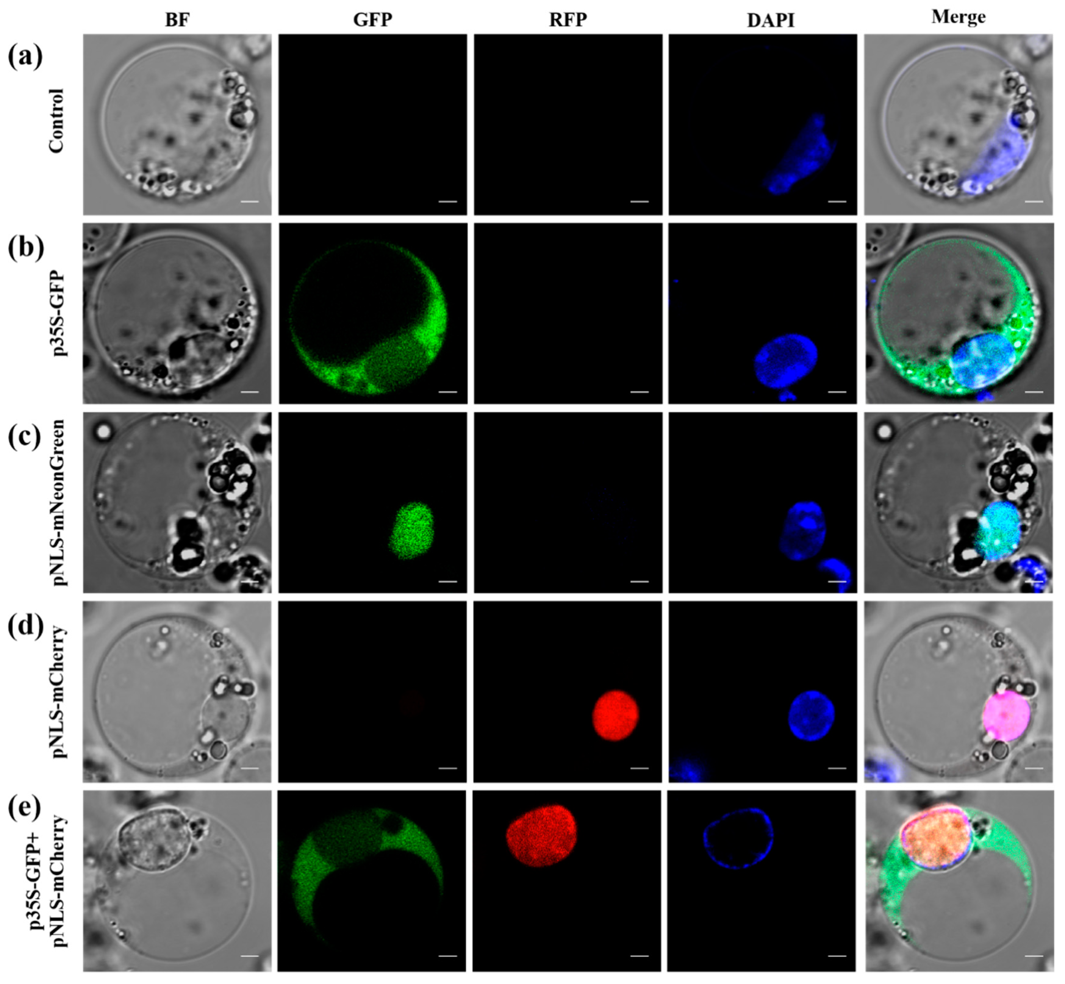 Plants 14 00832 g005