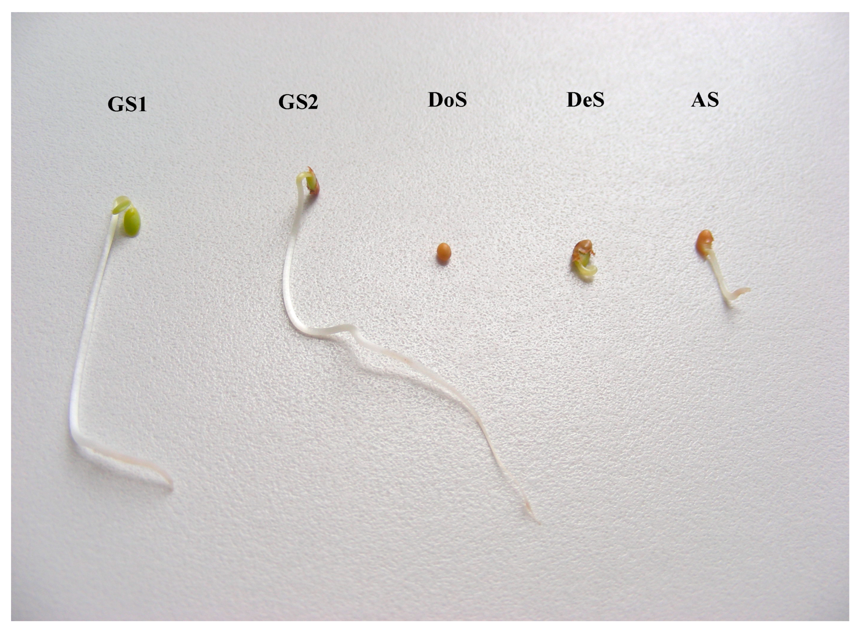 Plants 14 00839 g002 Plants 14 00839 g002