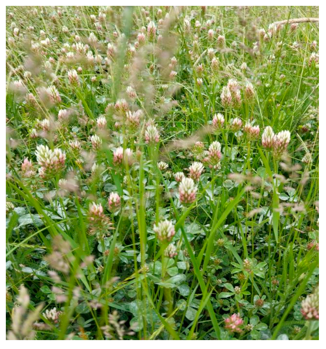 Plants 14 00839 g007 Plants 14 00839 g007