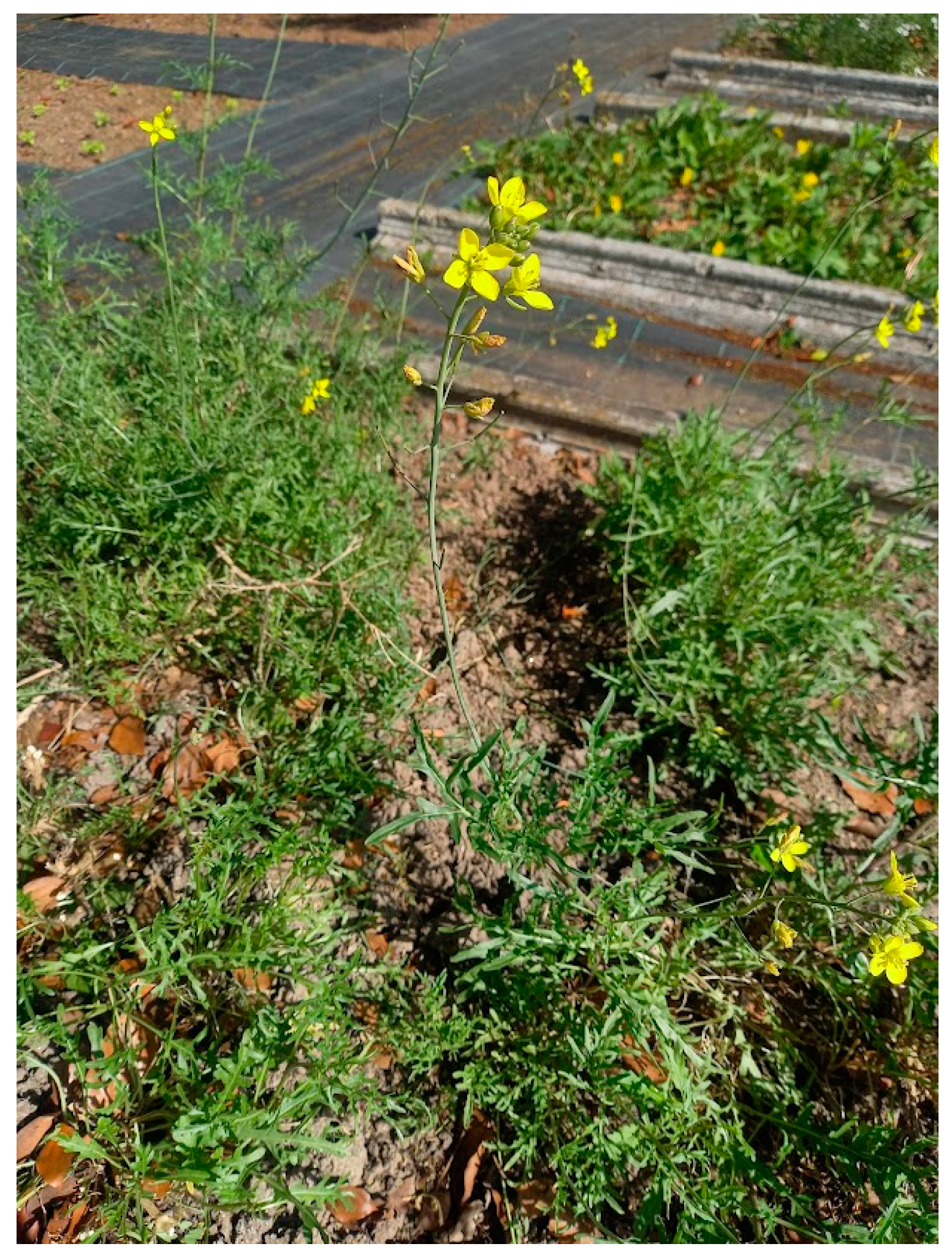 Plants 14 00844 g001