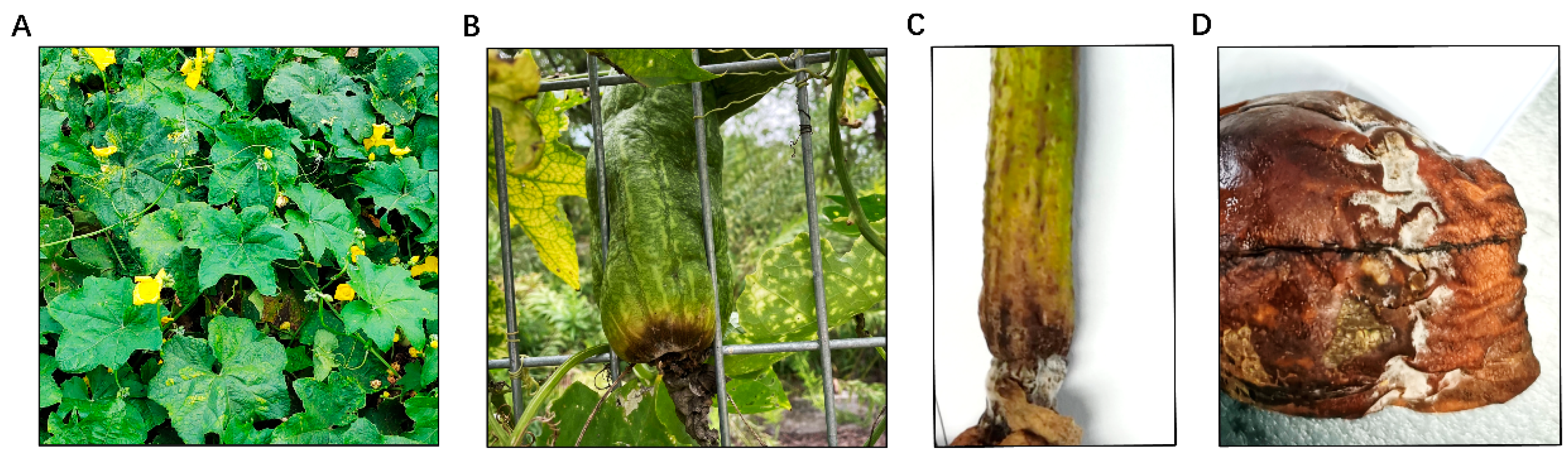 Plants 14 00845 g001