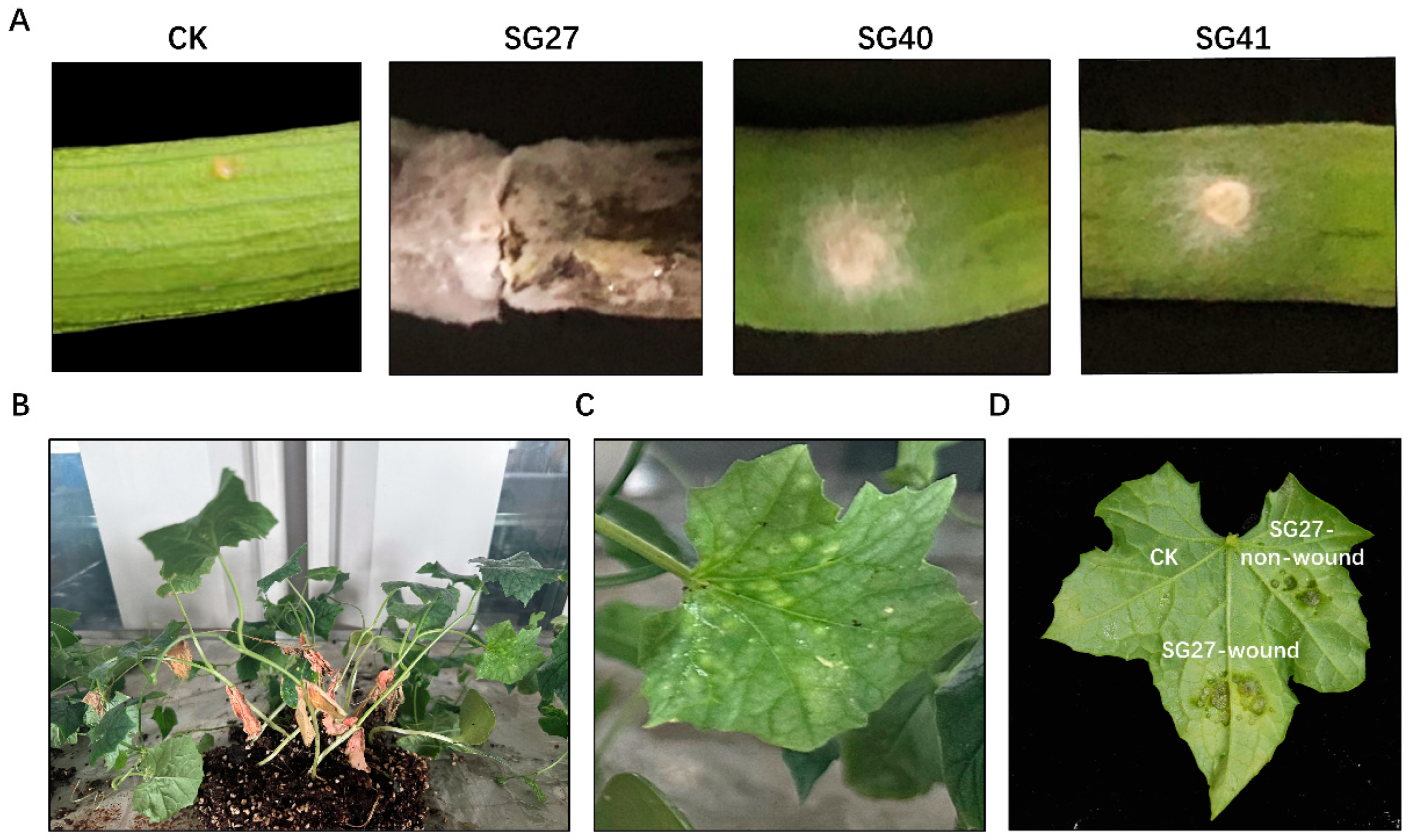 Plants 14 00845 g004