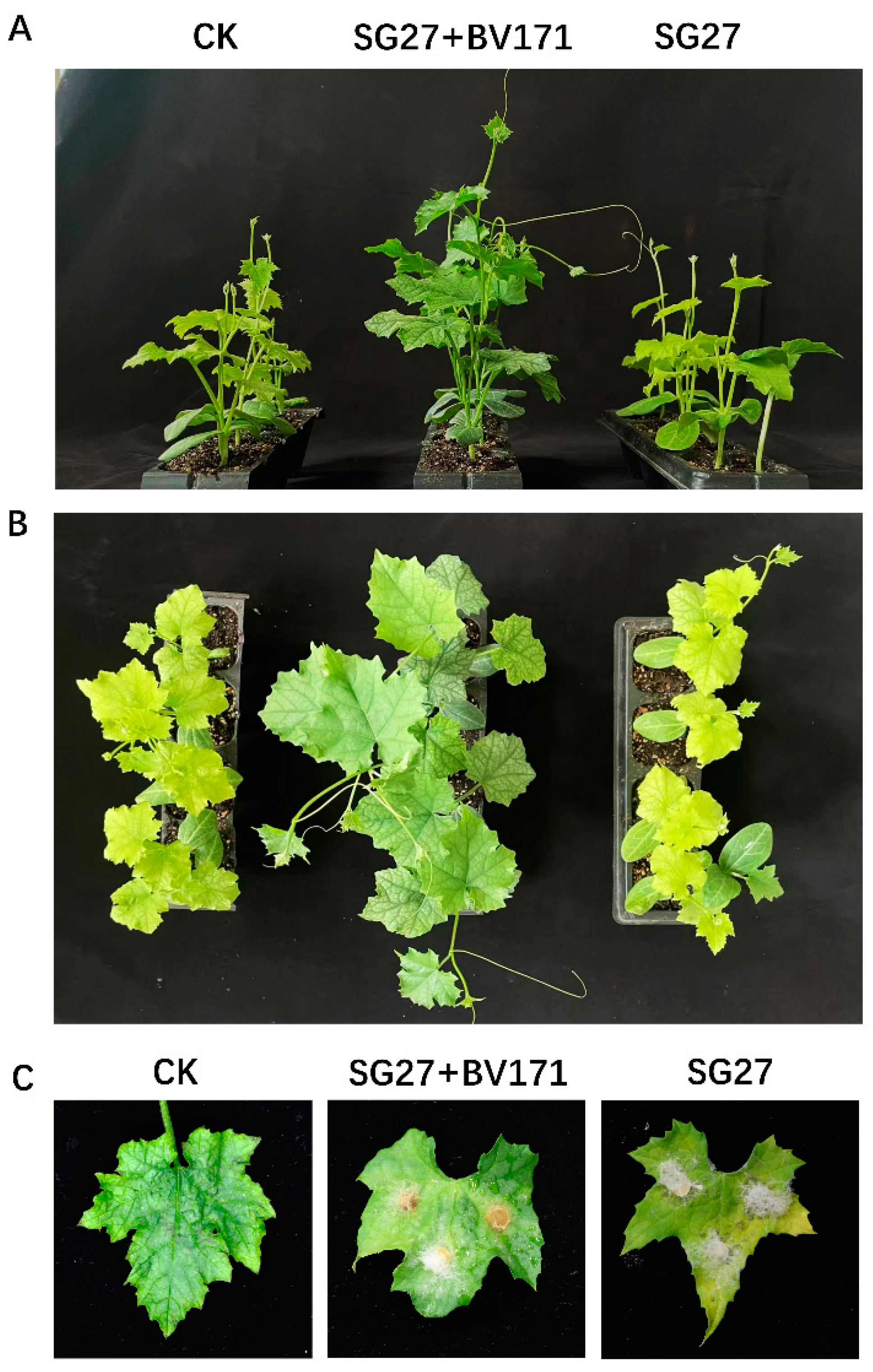 Plants 14 00845 g006