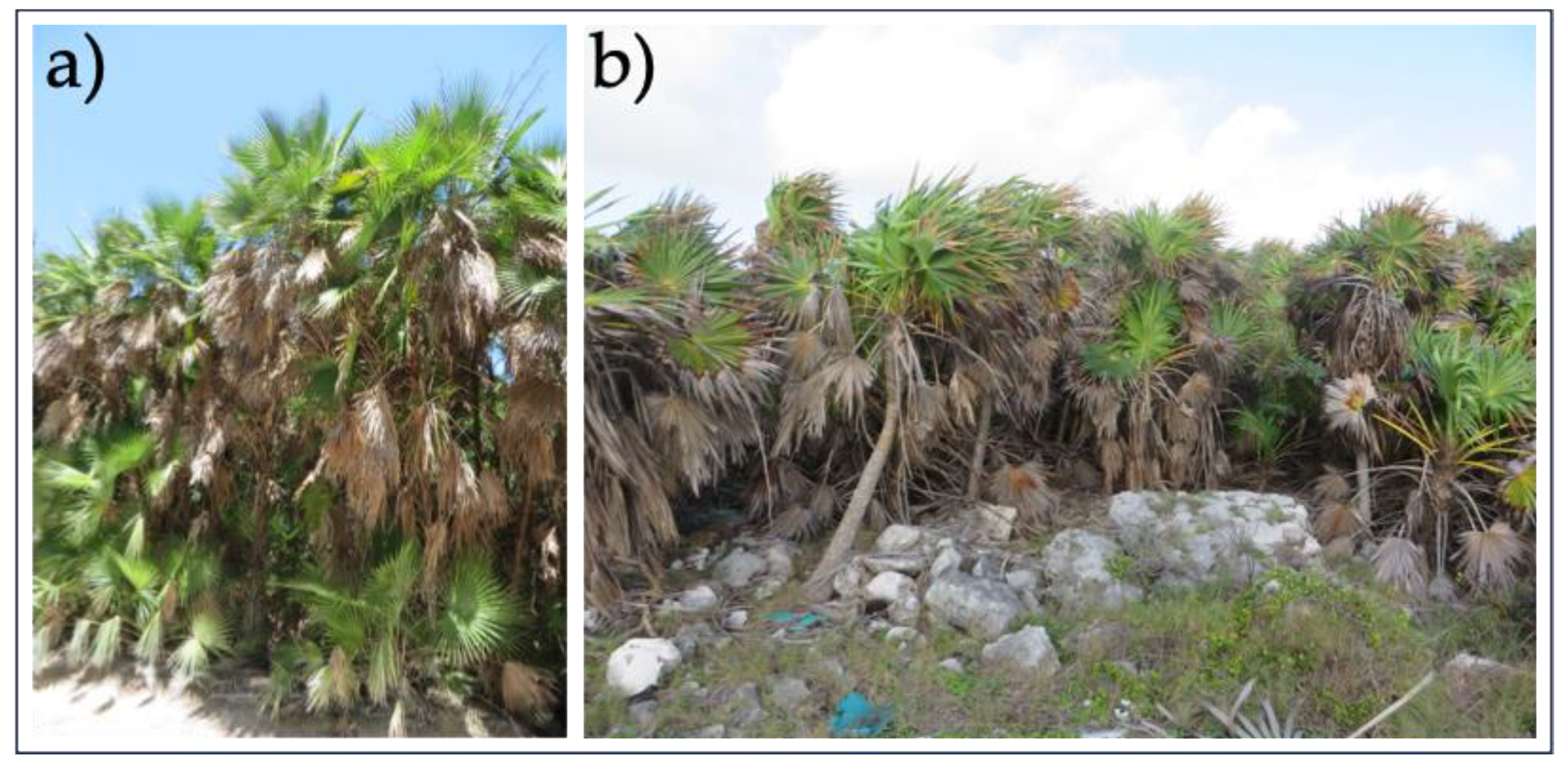 Plants 14 00853 g006