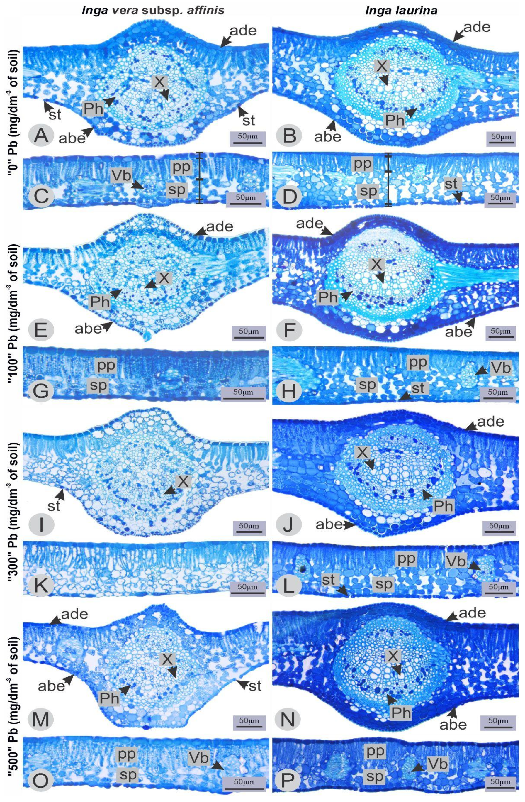 Plants 14 00856 g003