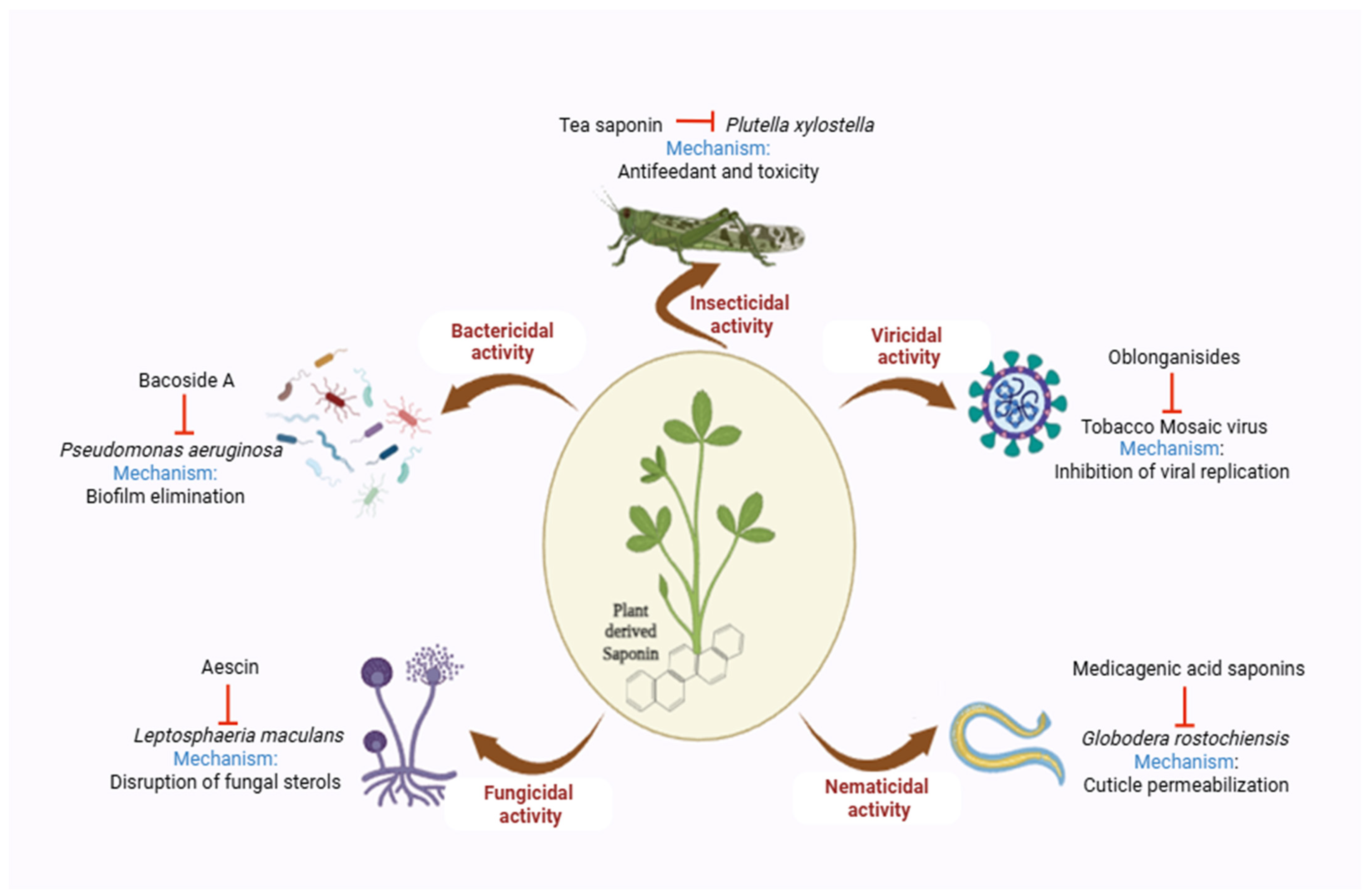 Plants 14 00861 g001
