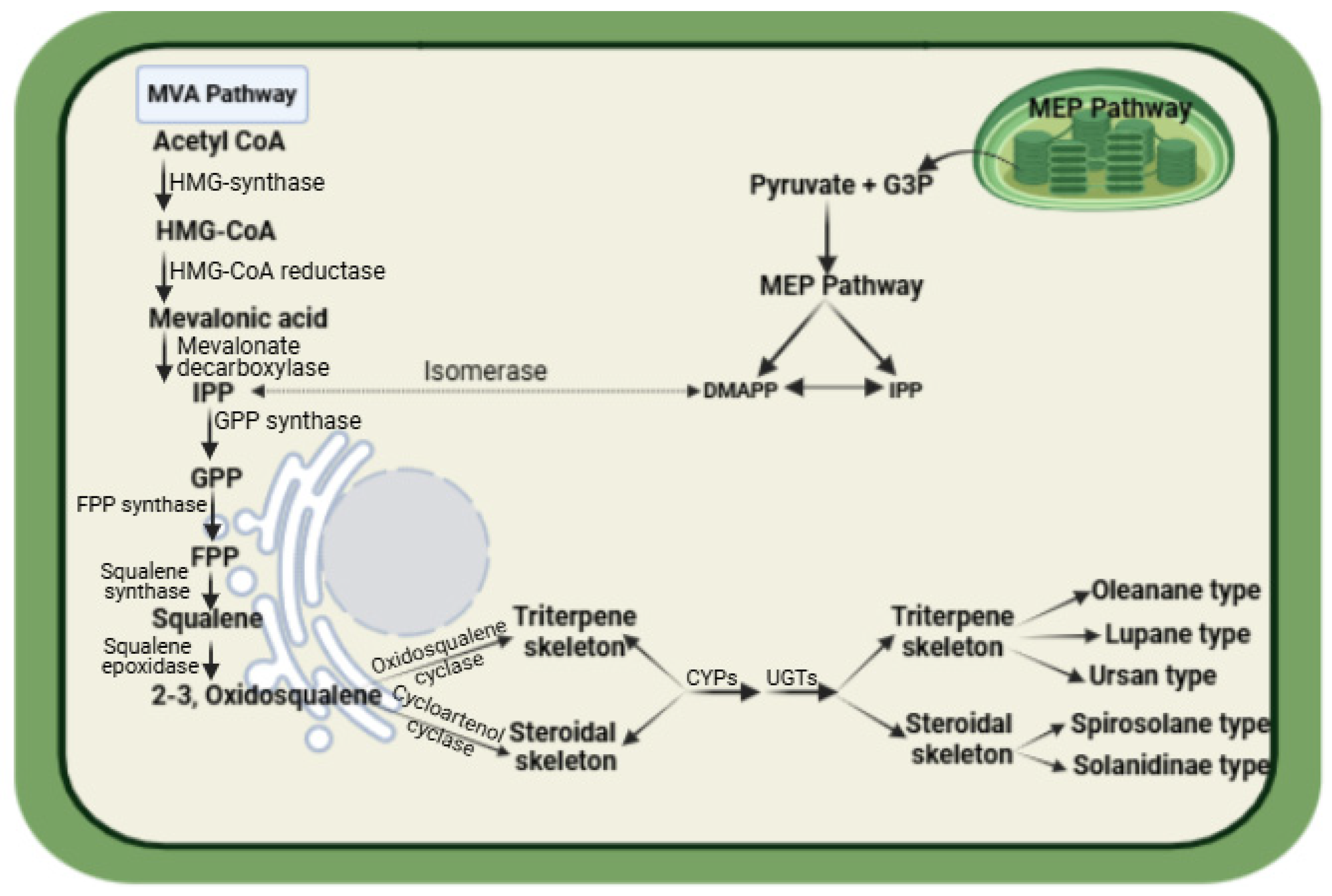 Plants 14 00861 g003