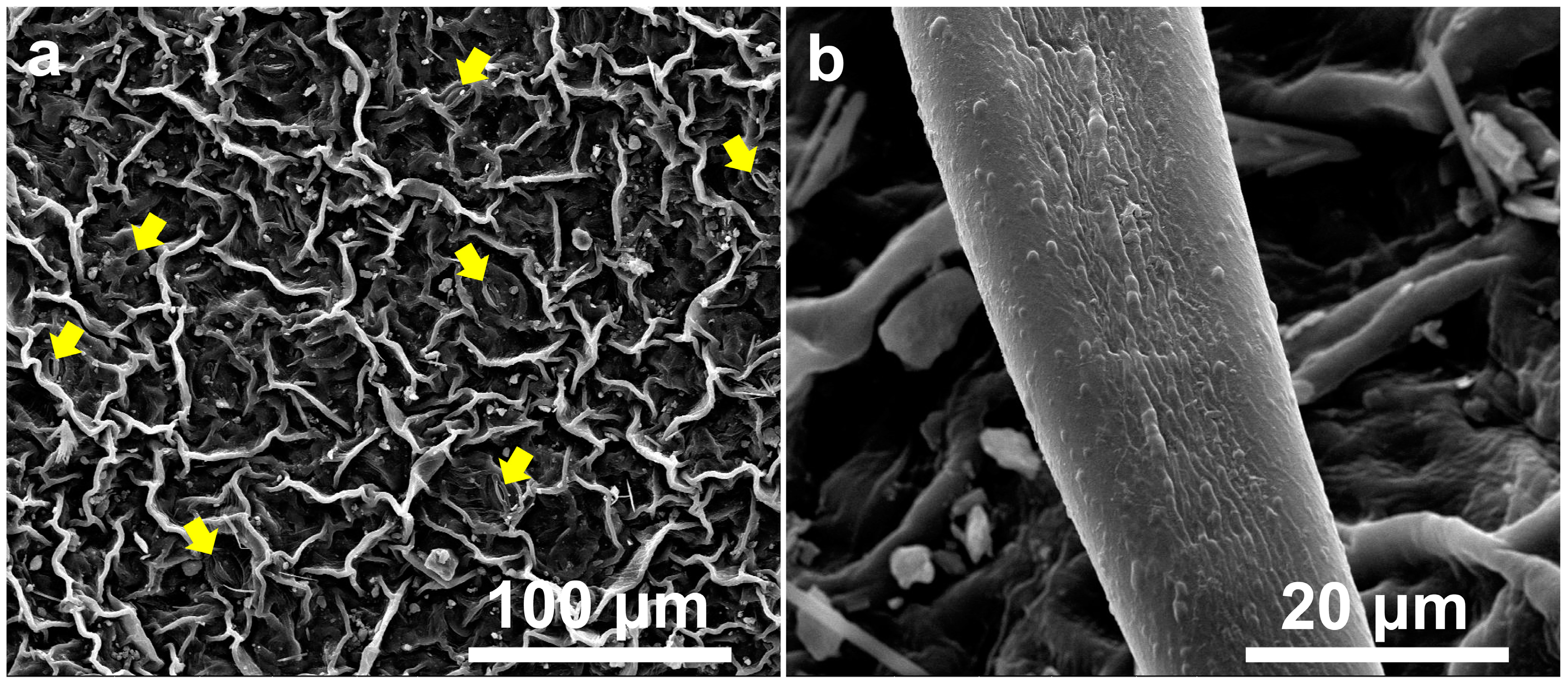 Plants 14 00862 g001 Plants 14 00862 g001