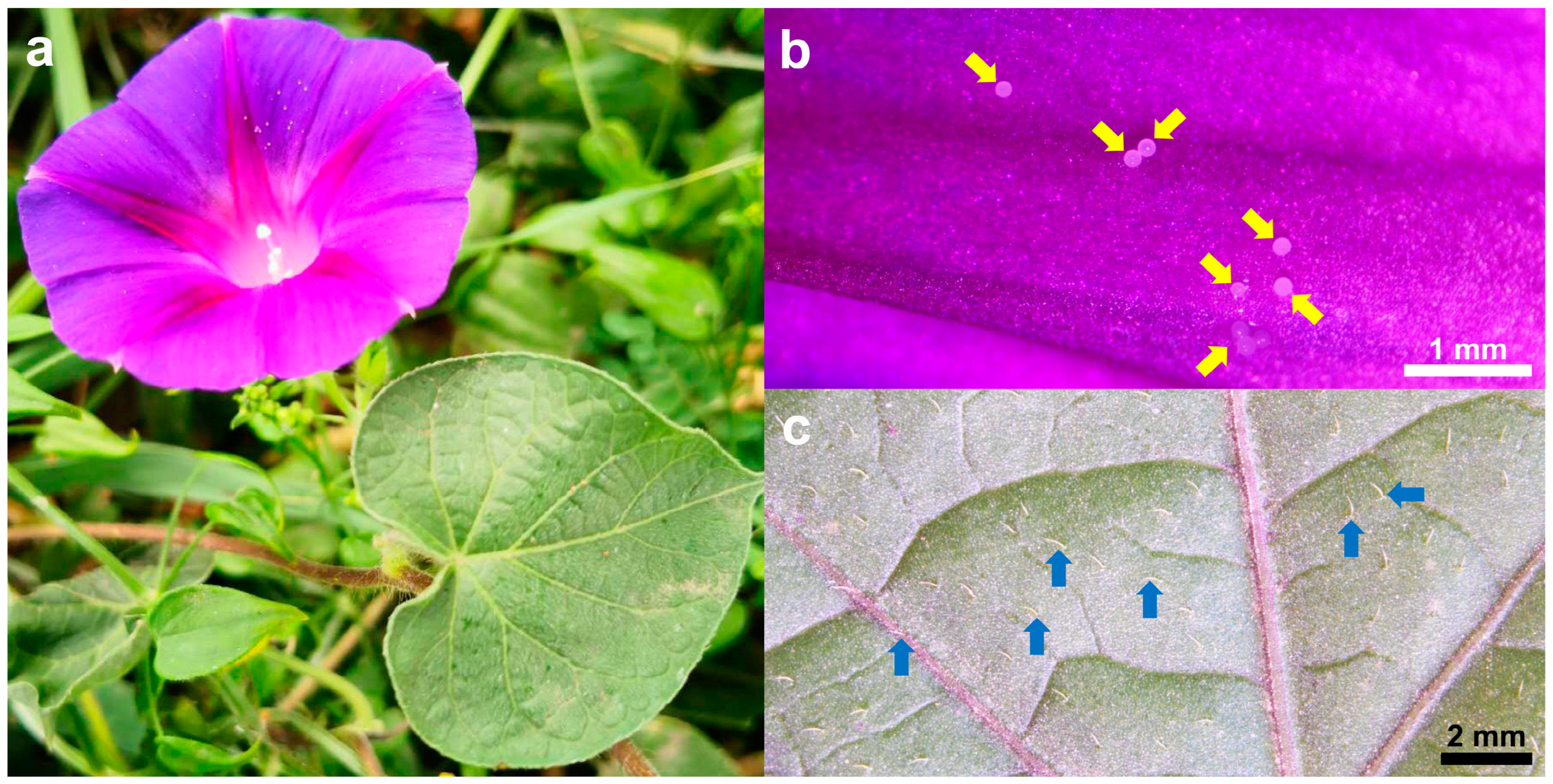 Plants 14 00862 g004 Plants 14 00862 g004