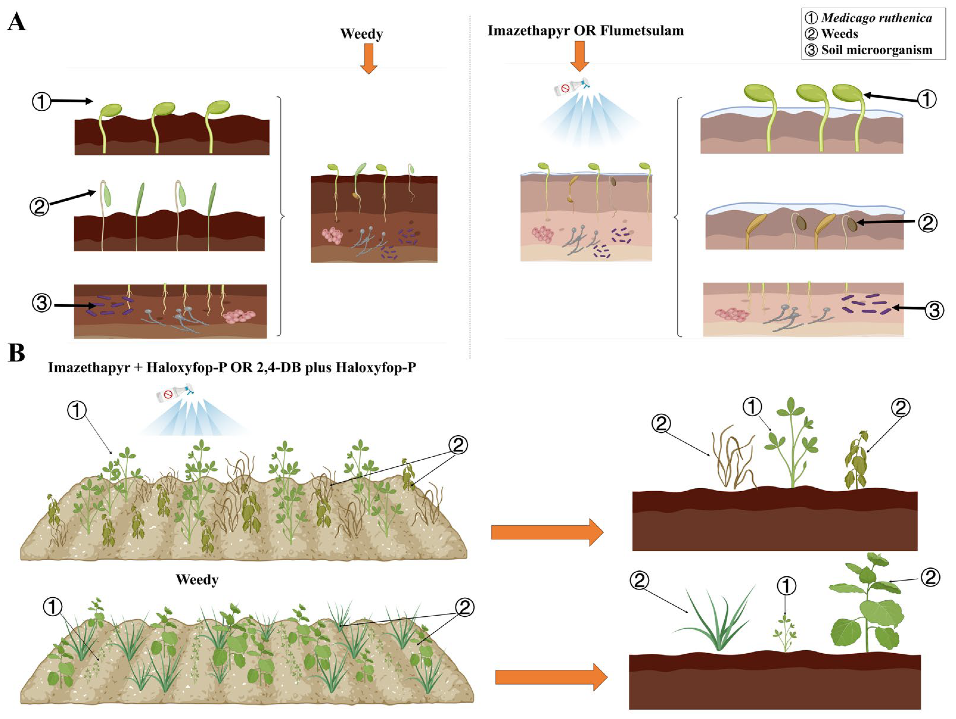 Plants 14 00864 g004