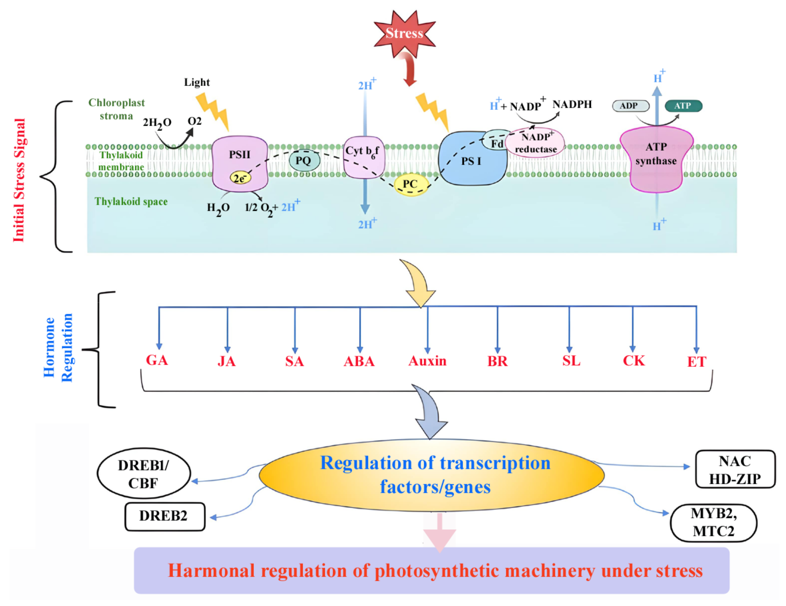 Plants 14 00865 g002
