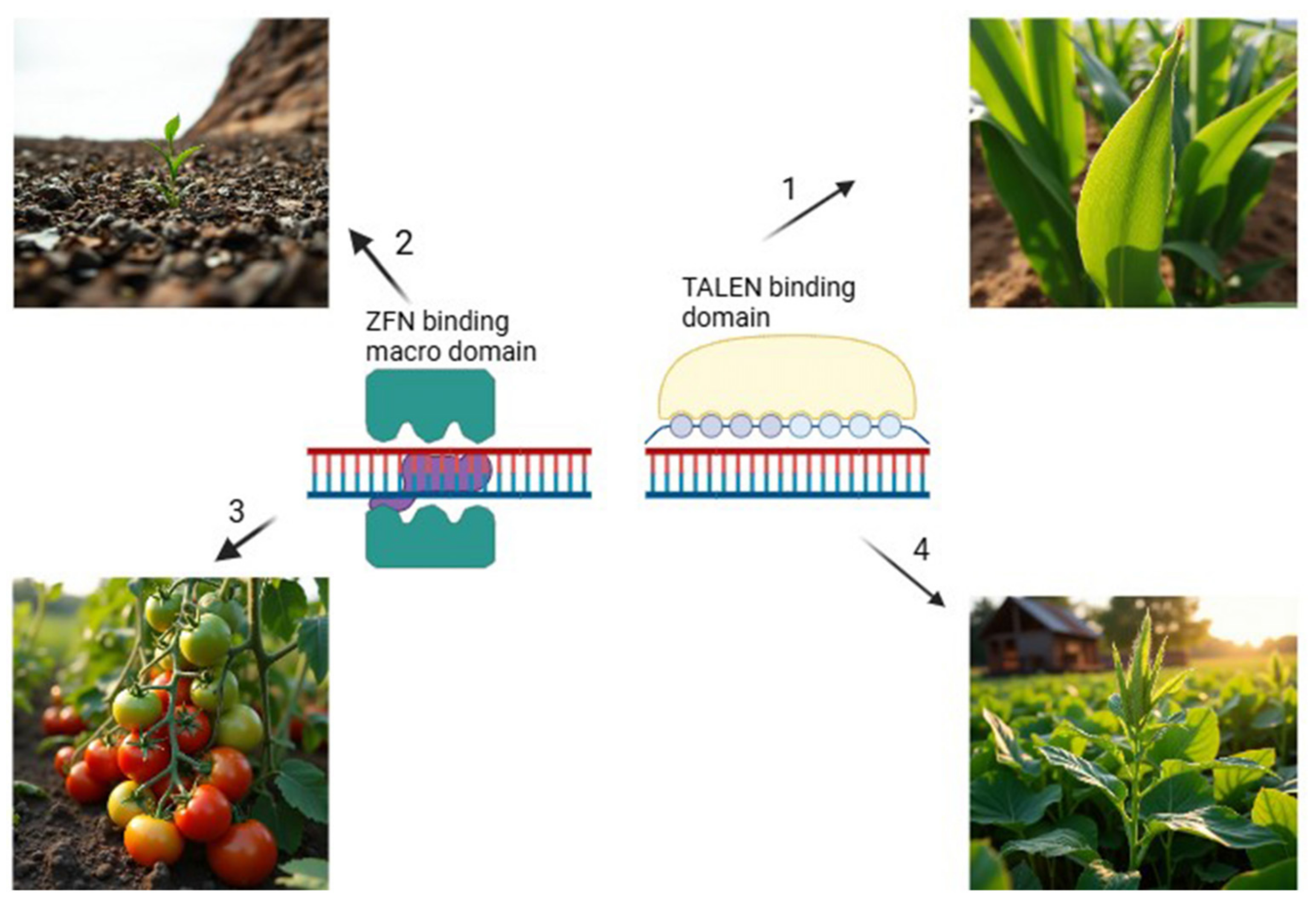 Plants 14 00865 g004