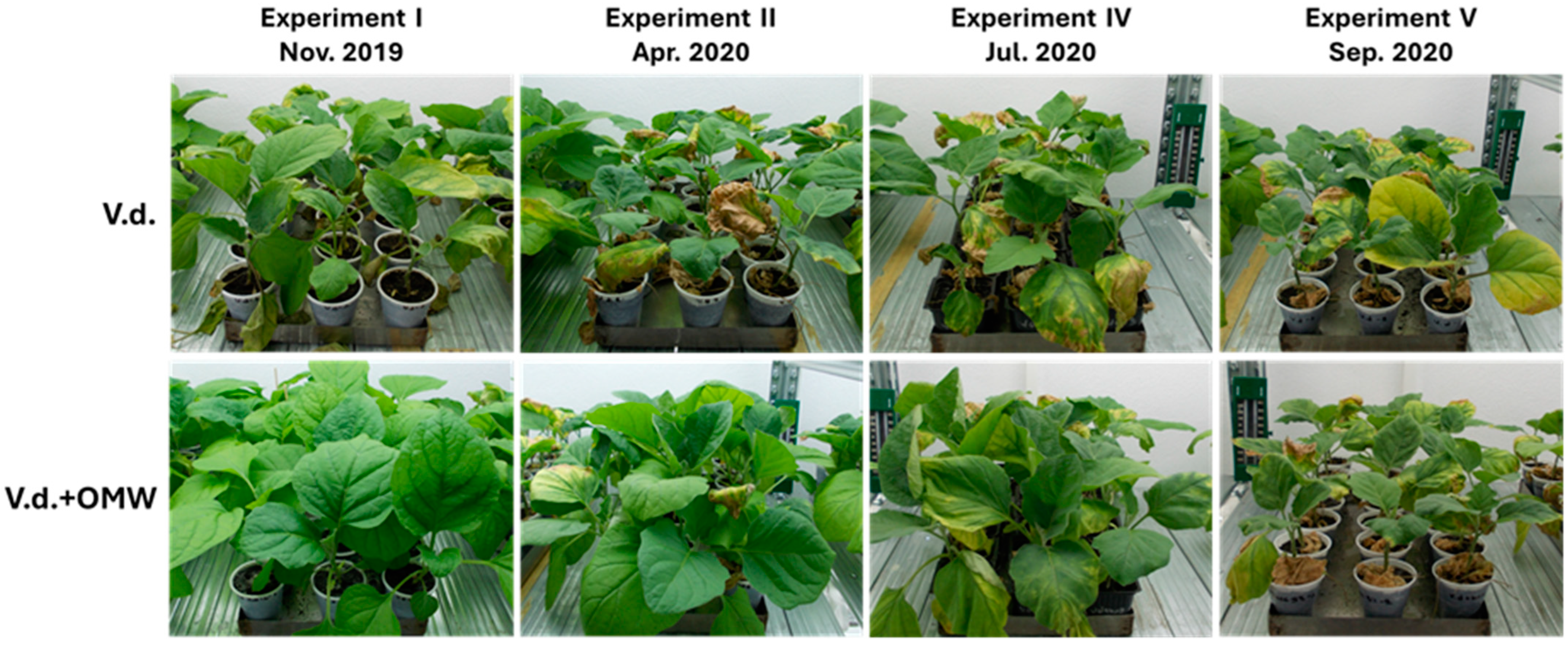 Plants 14 00867 g003