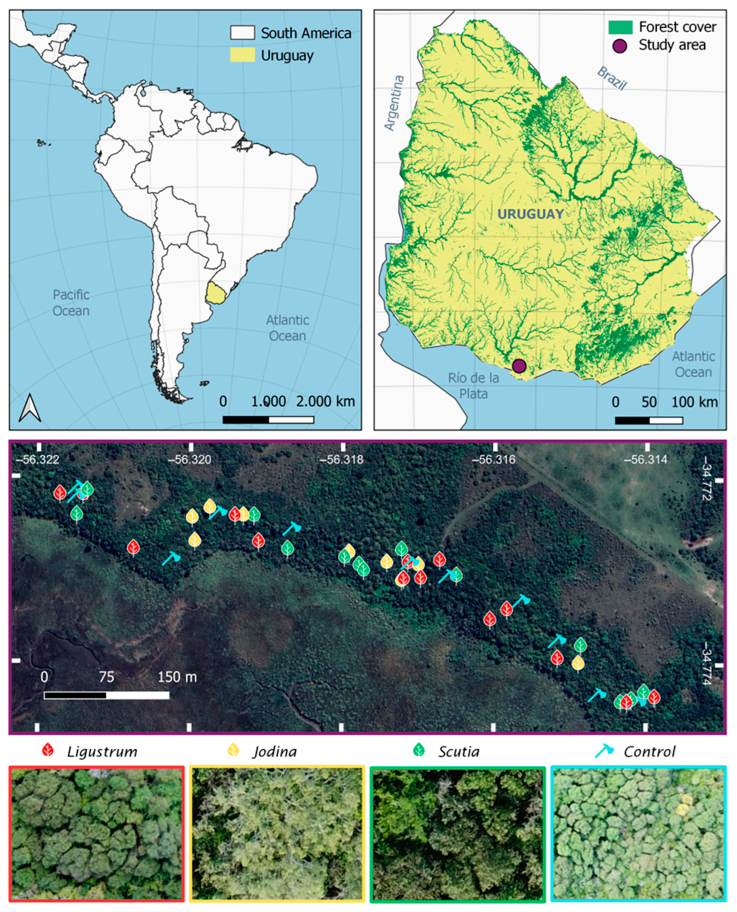 Plants 14 00873 g001