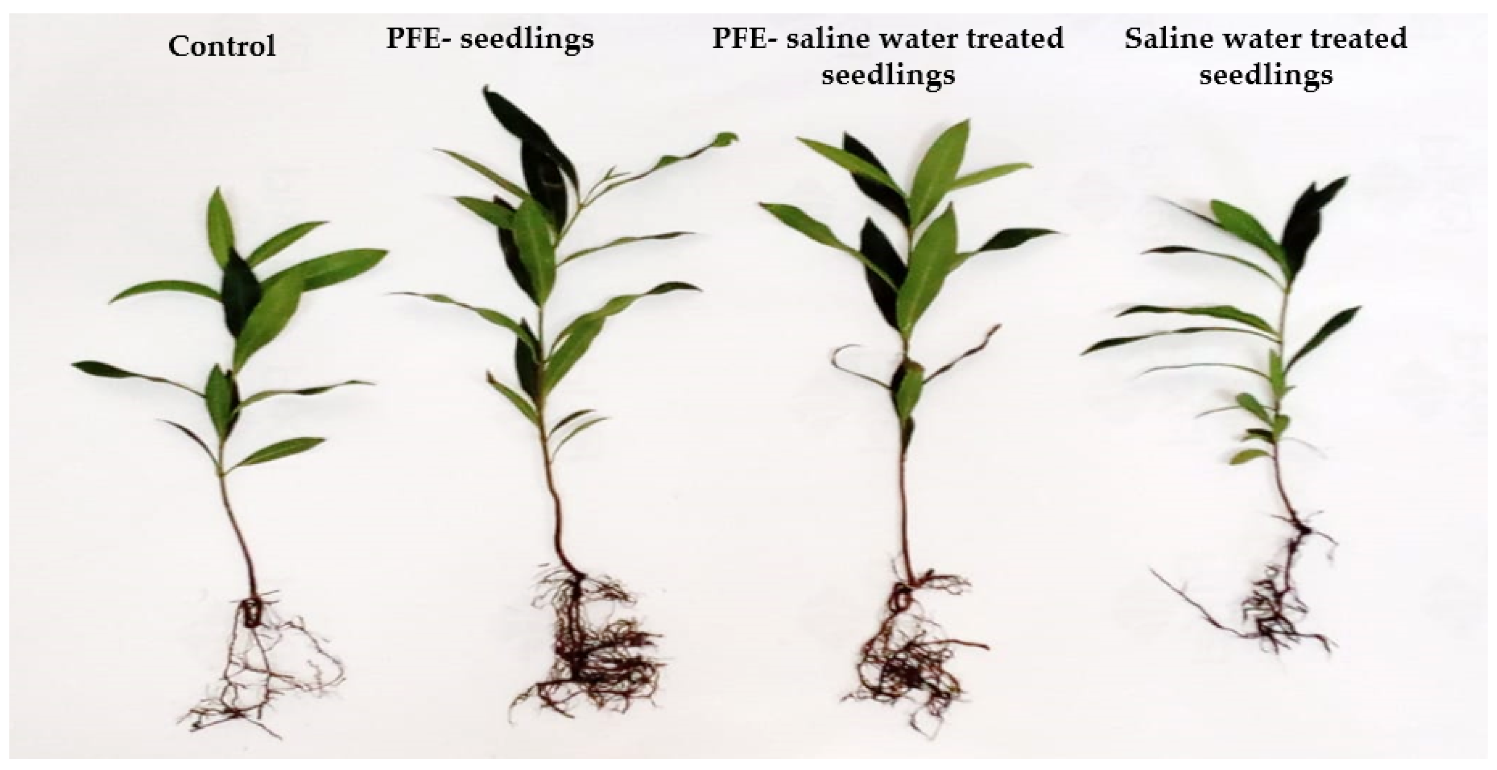 Plants 14 00875 g002