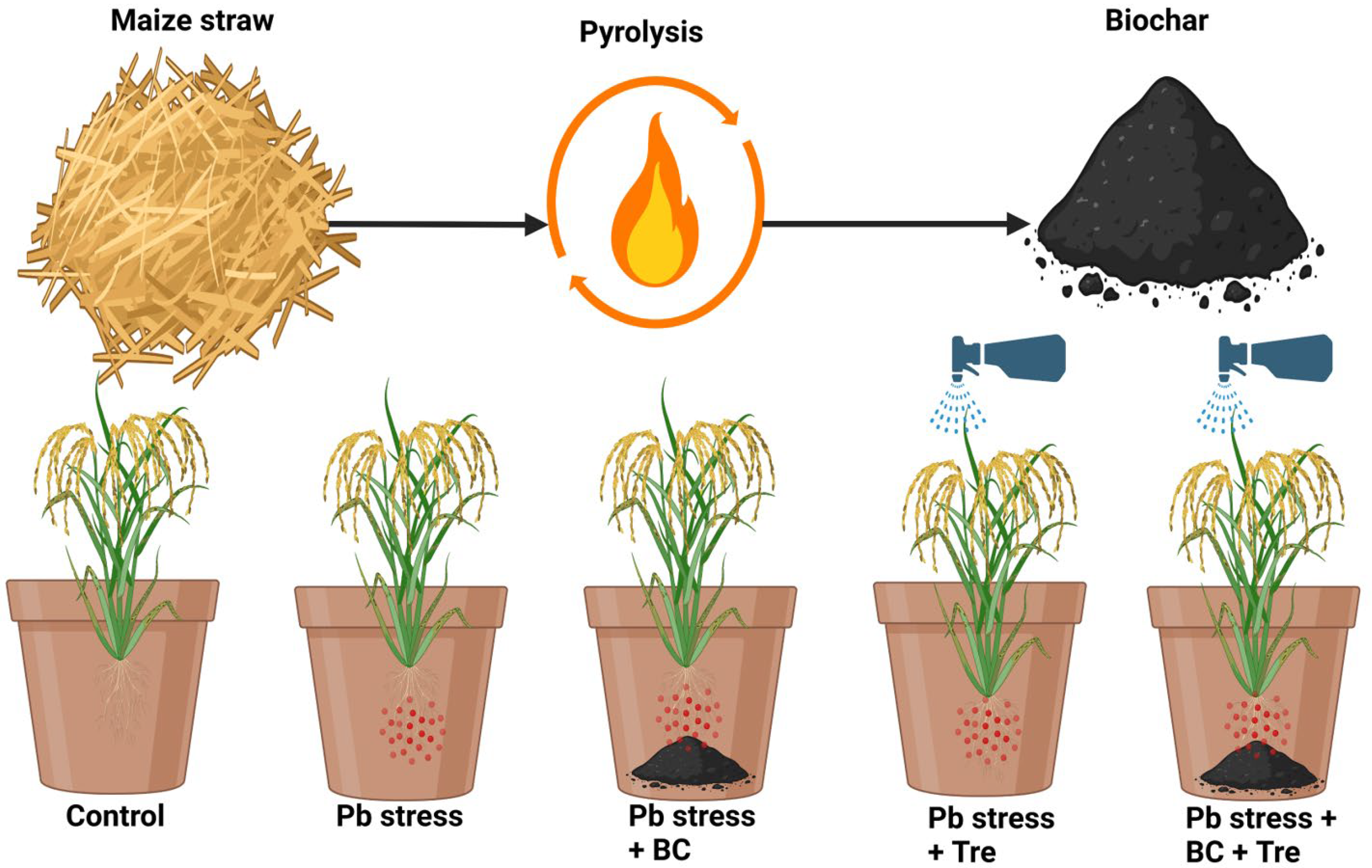 Plants 14 00878 g007