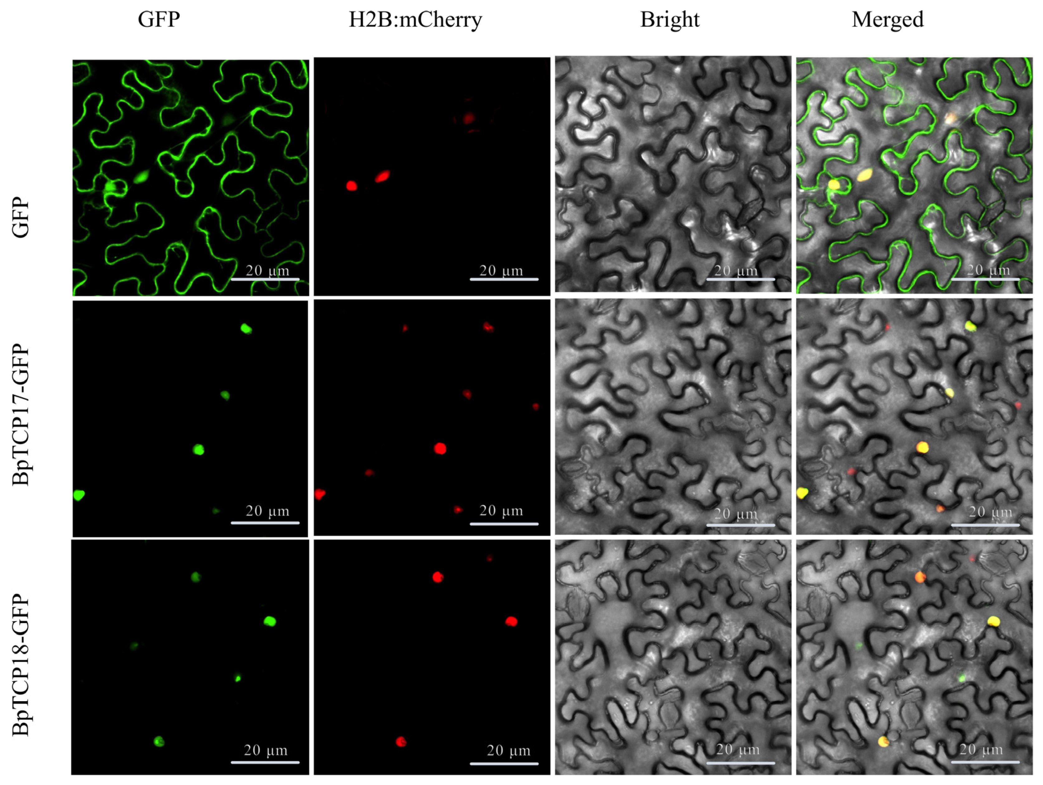 Plants 14 00880 g011