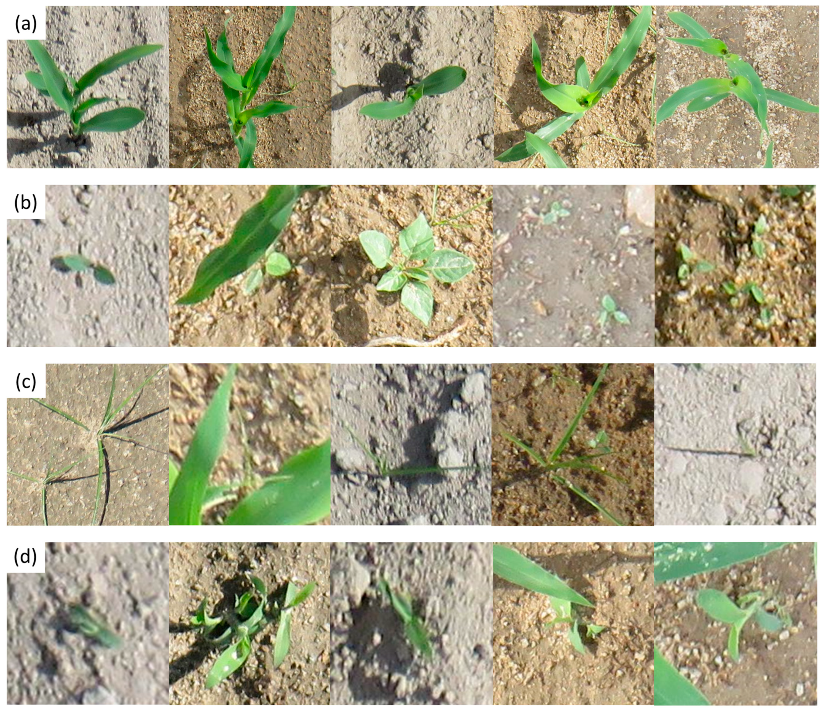 Plants 14 00881 g003