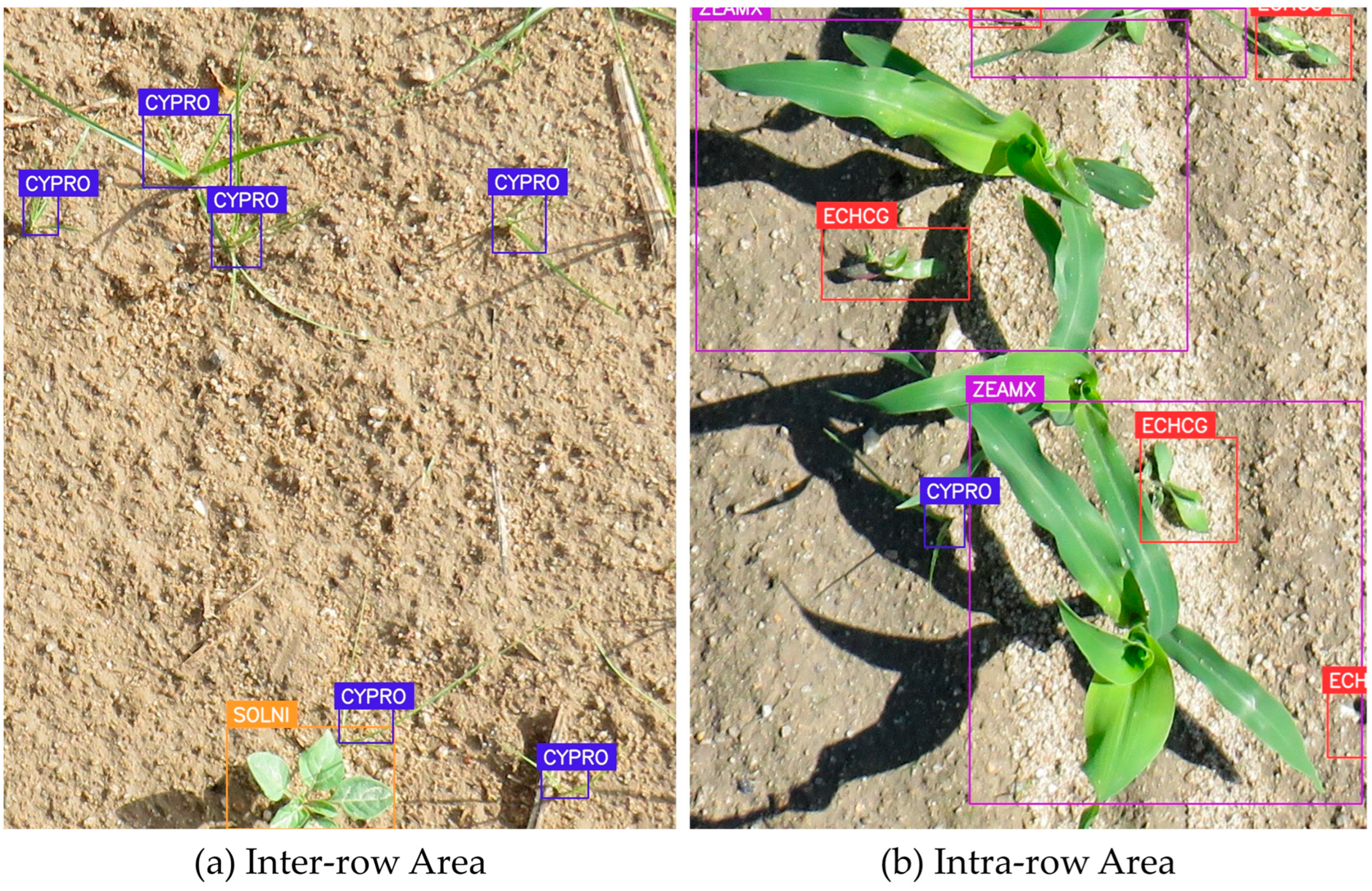 Plants 14 00881 g004