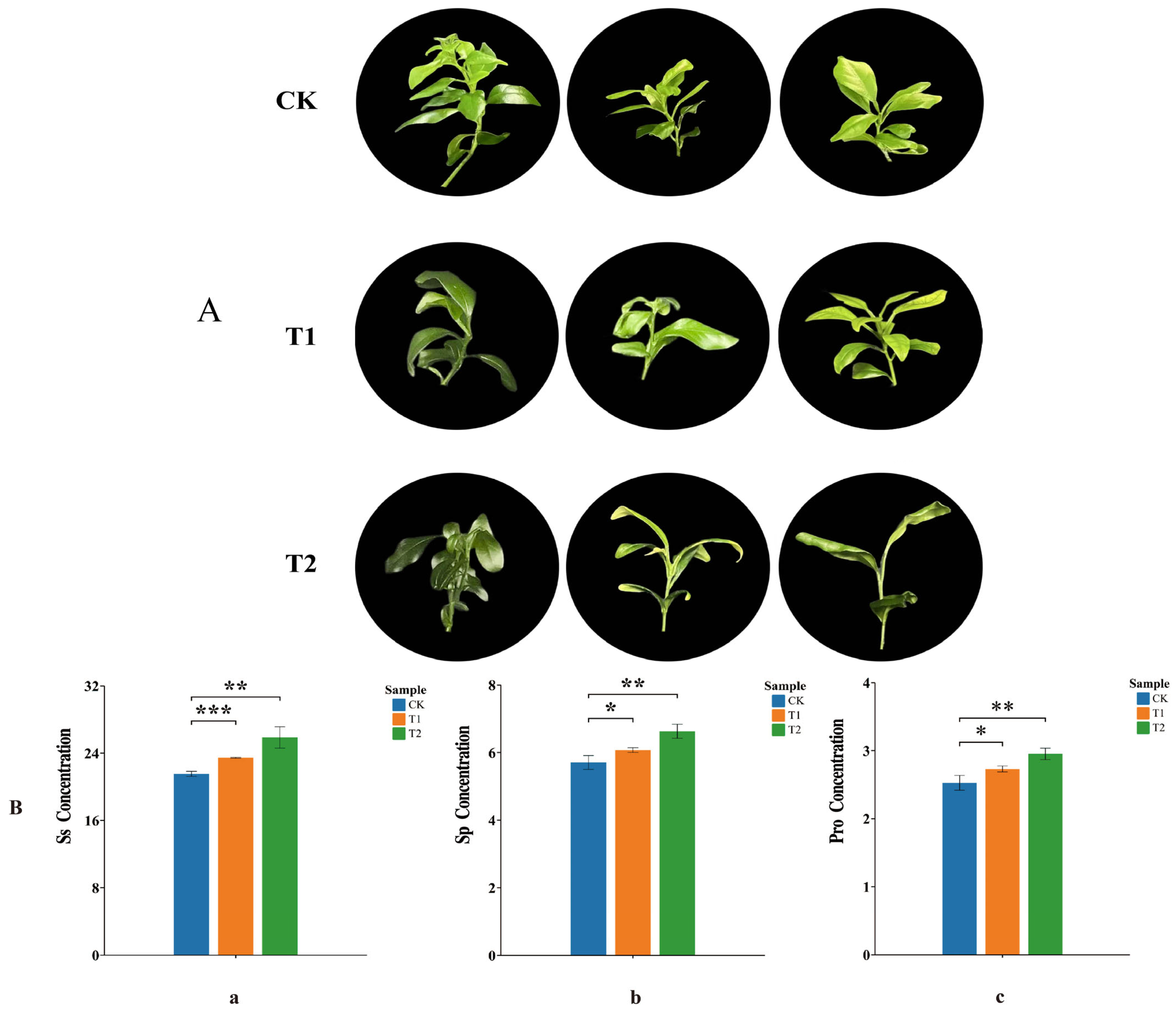 Plants 14 00882 g006