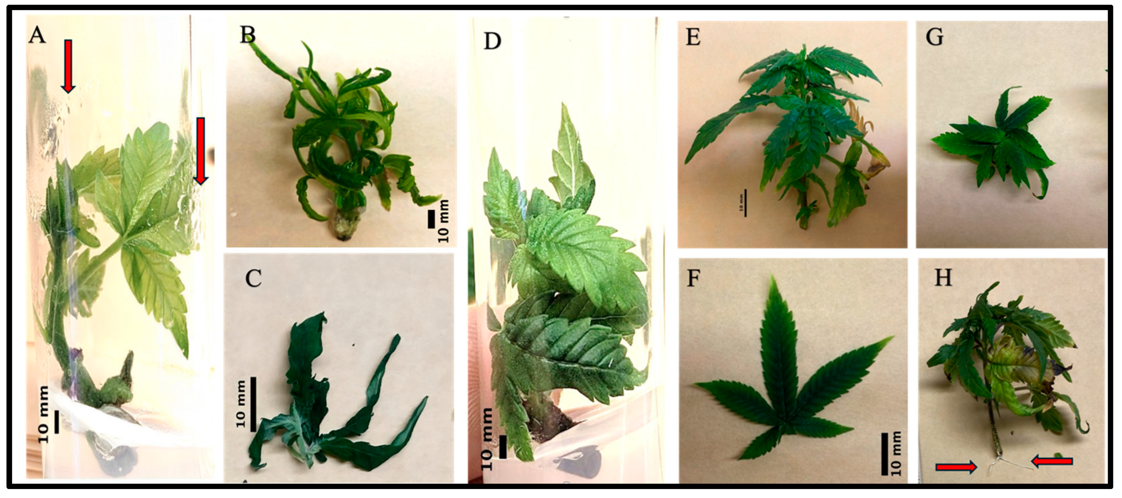 Plants 14 00886 g001