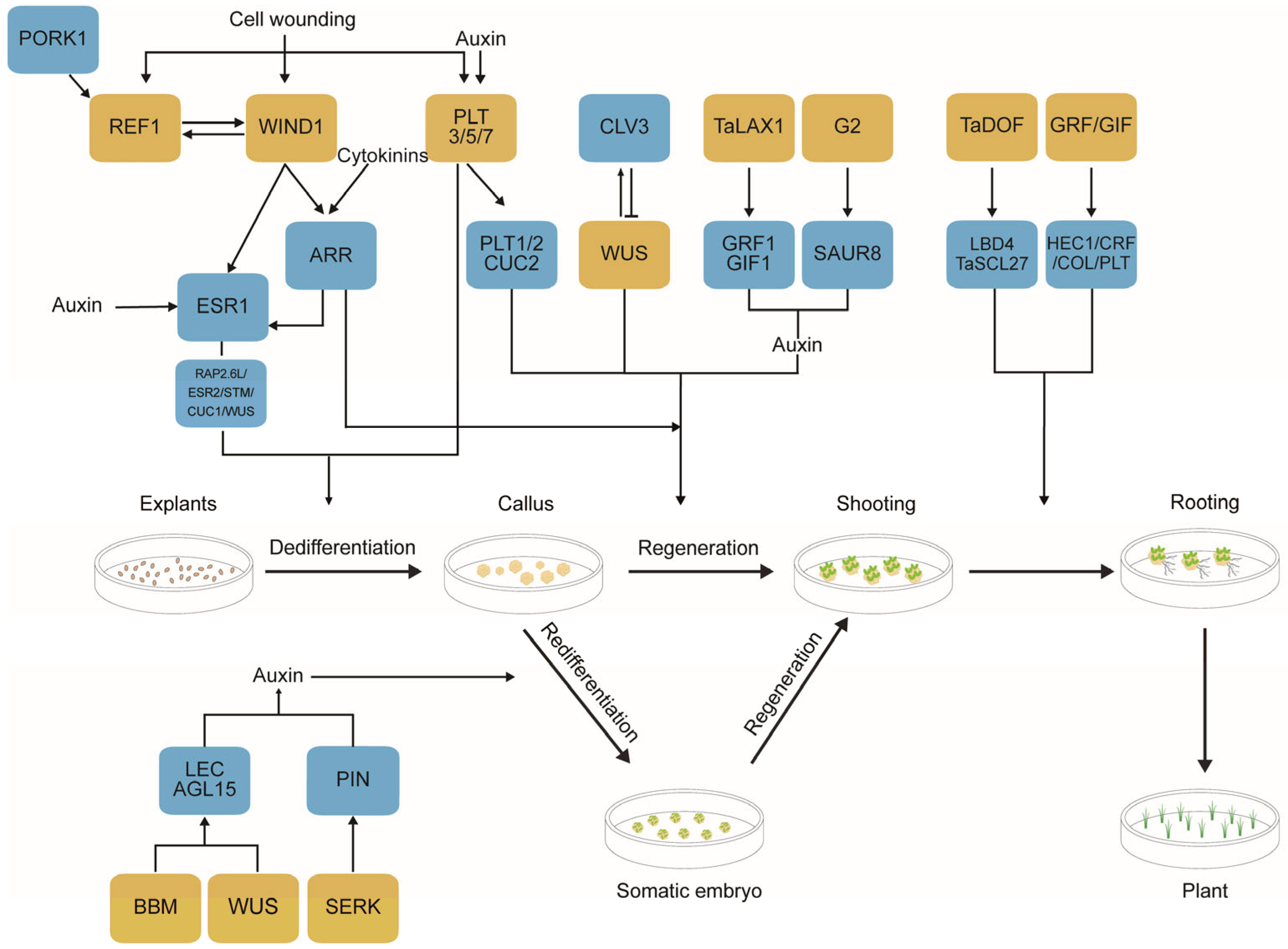 Plants 14 00889 g002