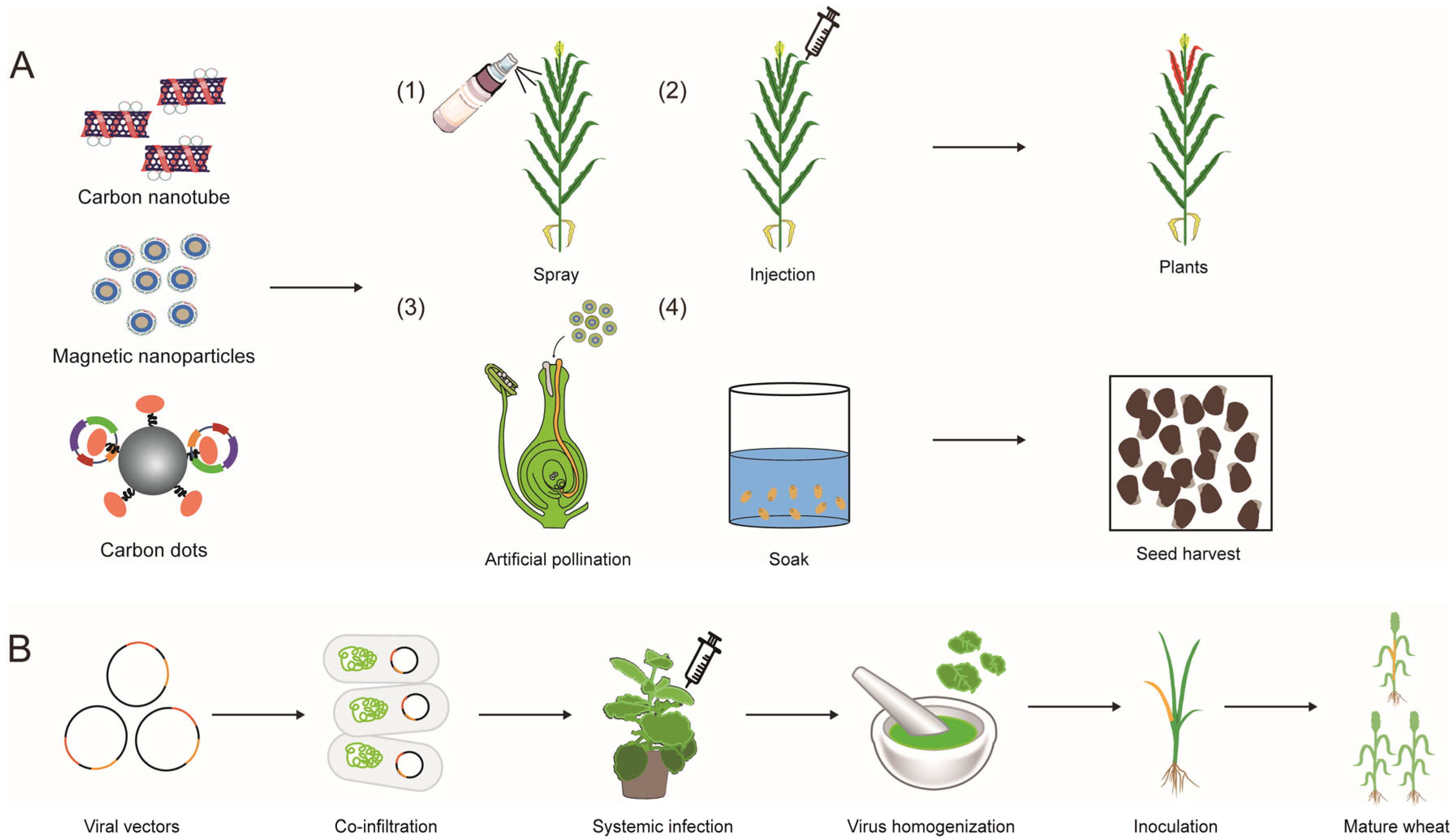 Plants 14 00889 g004