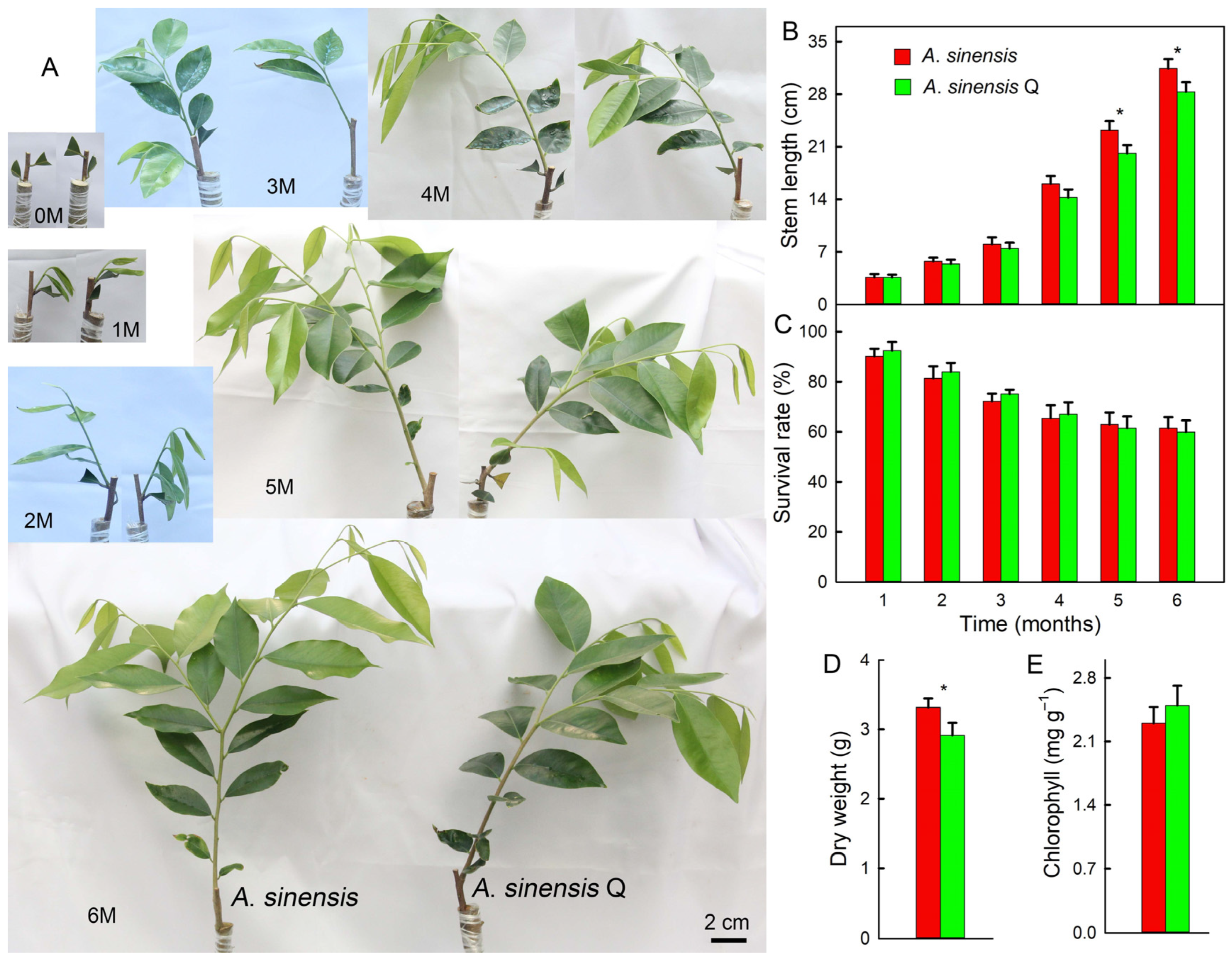 Characteristics of Growth, Photosynthesis, C/N Ratio, and