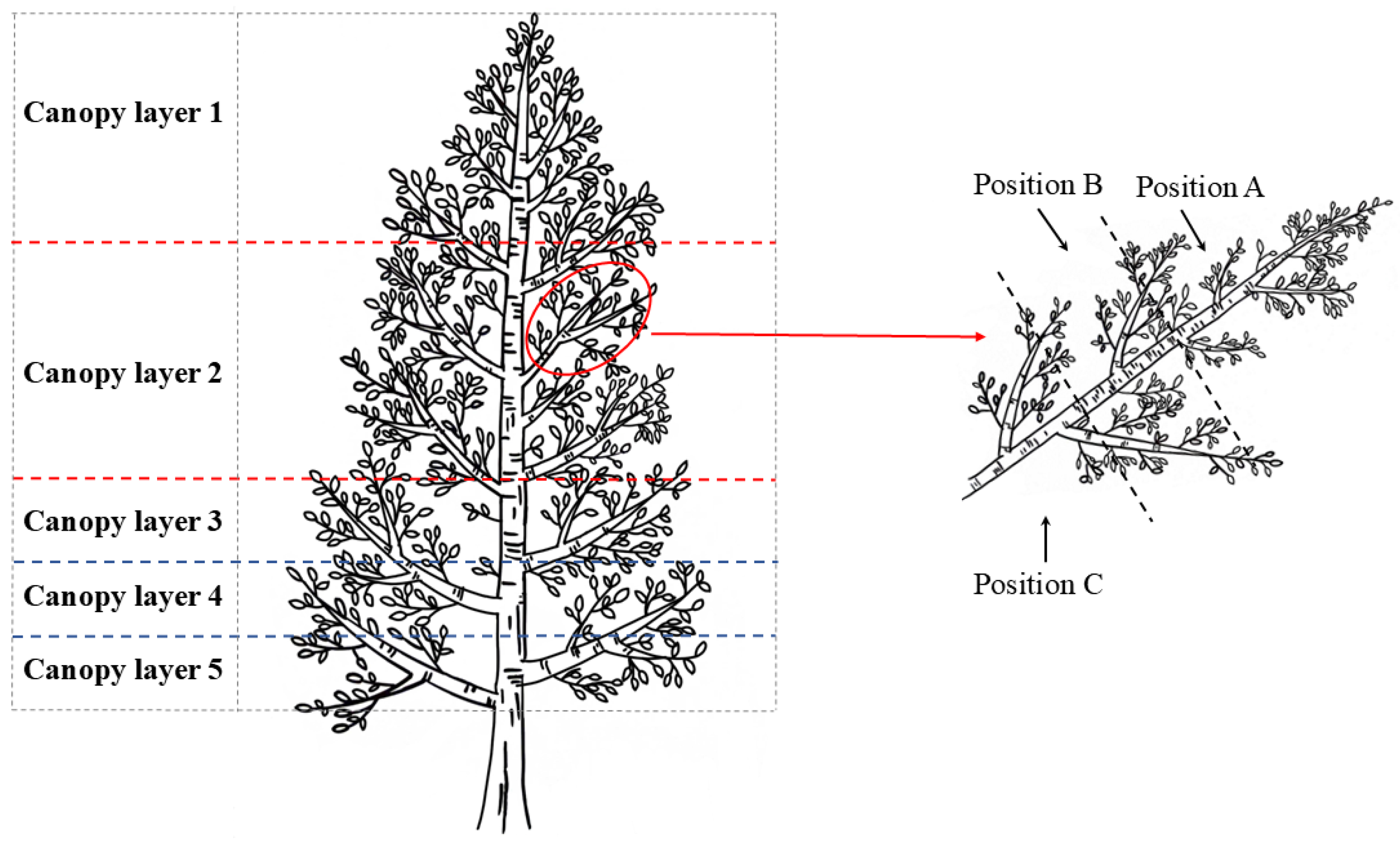 Novel Patterns of Photosynthetic Activity Within Canopies of