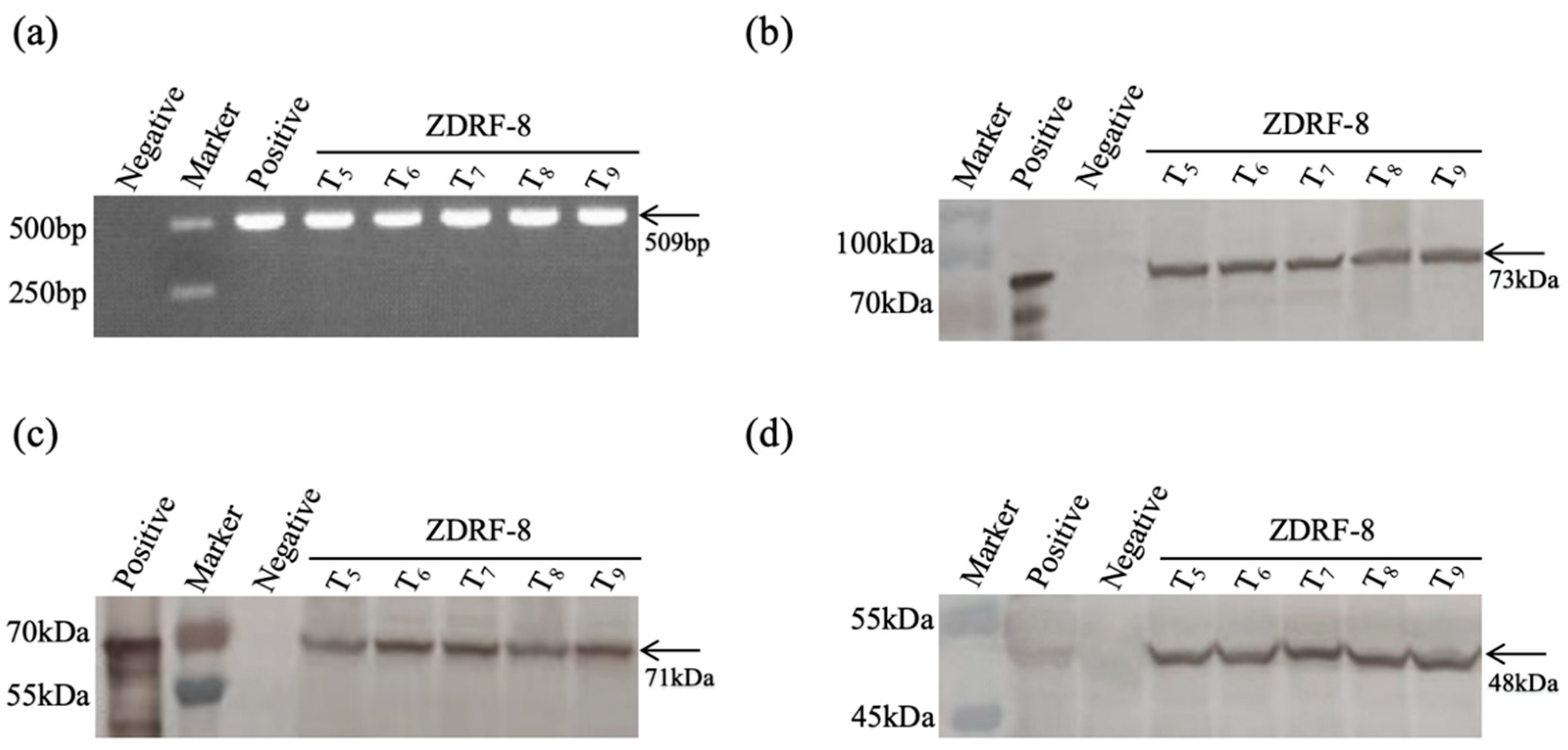 Plants 14 00901 g003