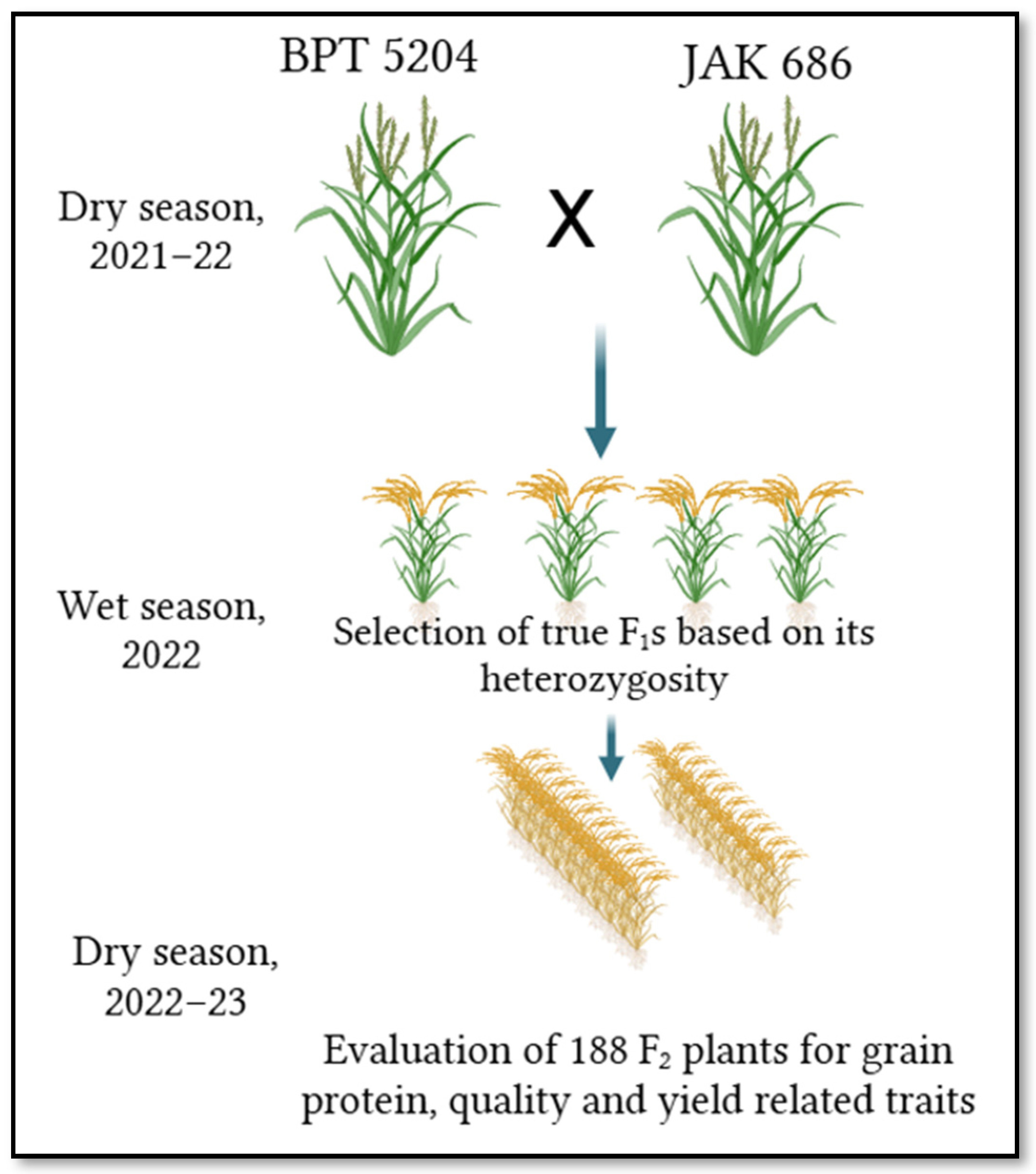 Plants 14 00905 g001