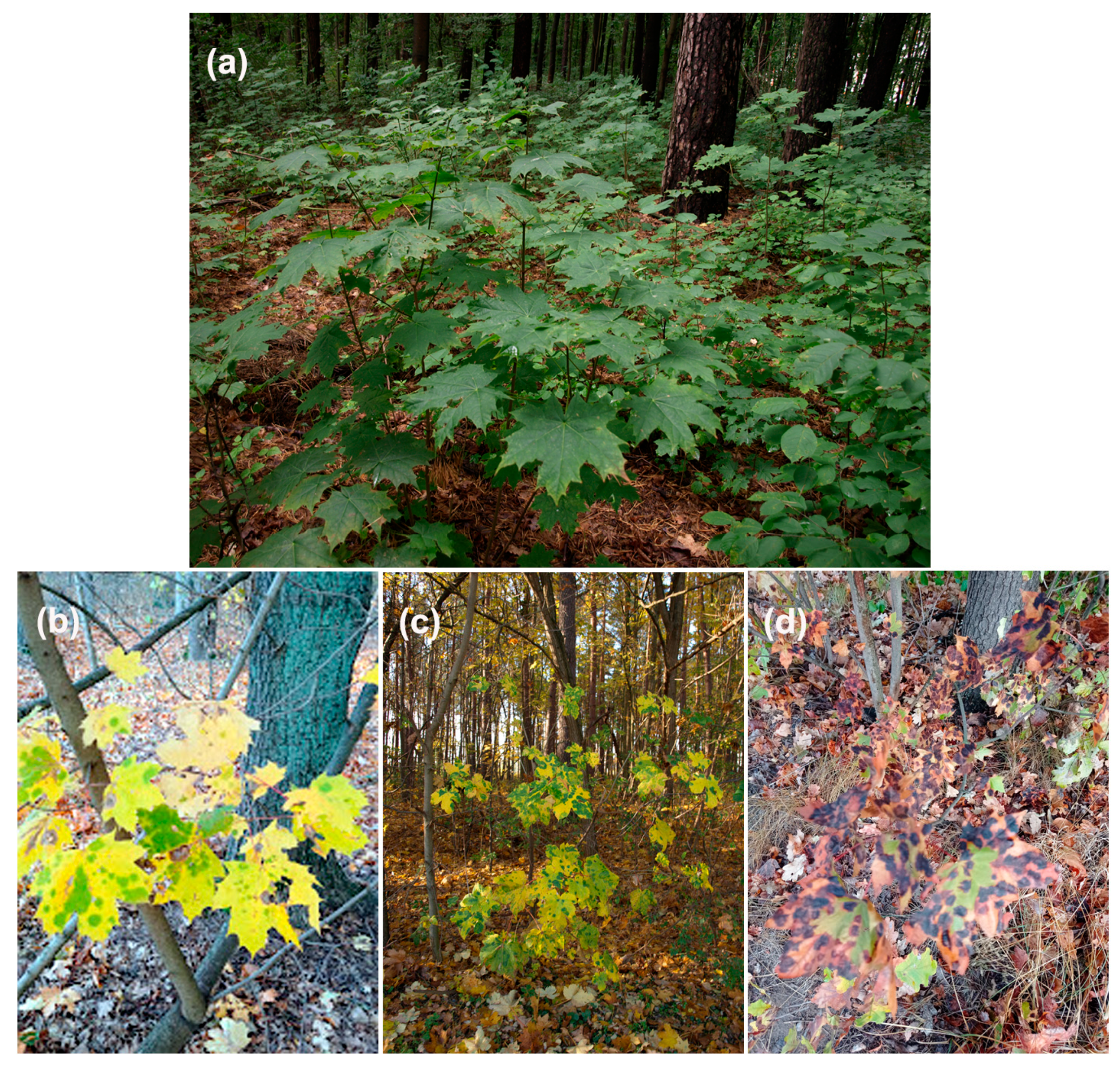 Plants 14 00909 g0a1