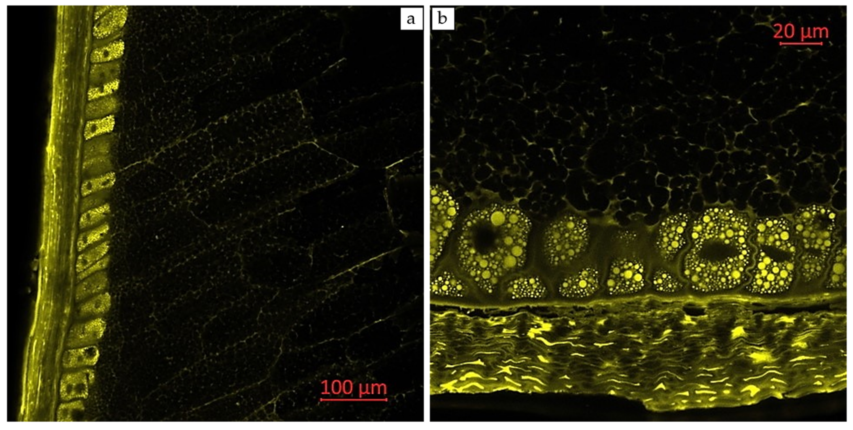 Plants 14 00913 g004