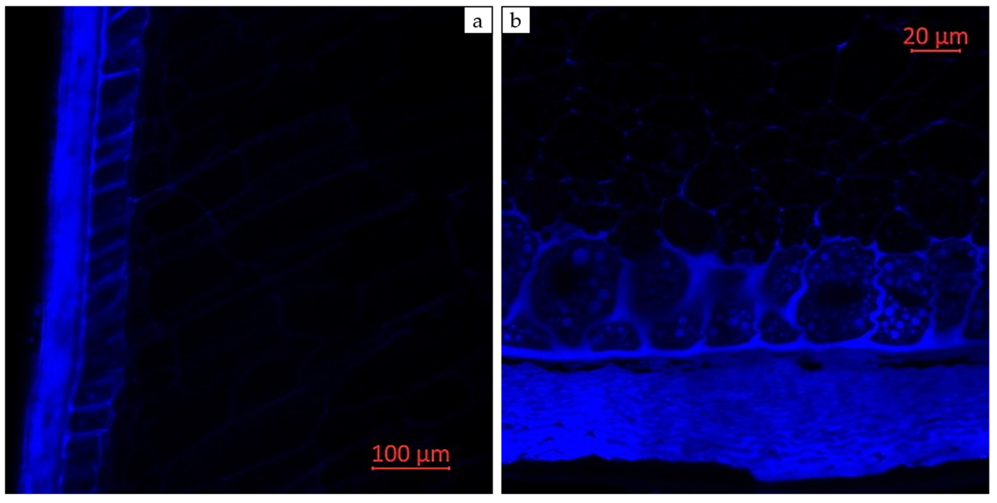 Plants 14 00913 g006