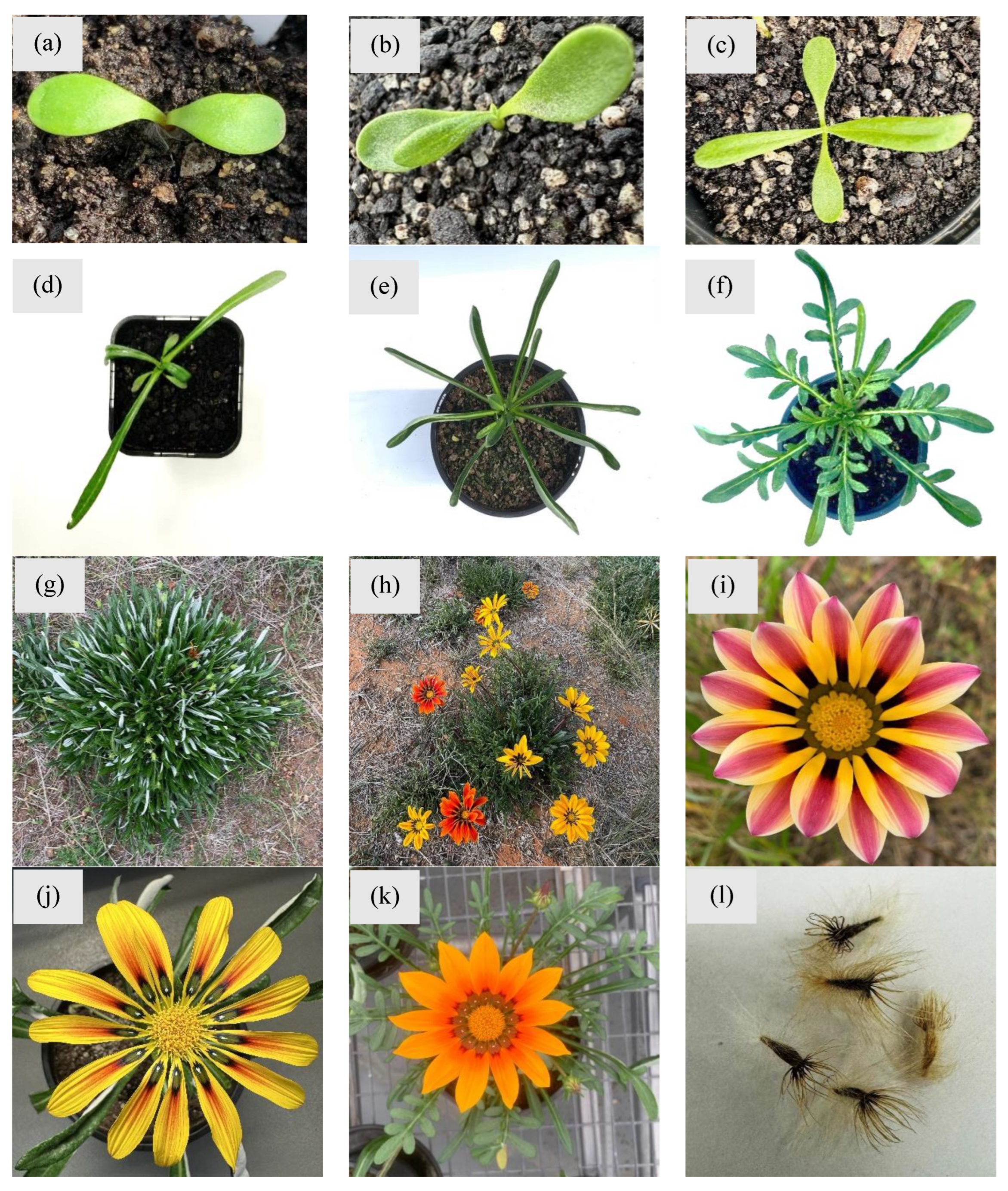 Plants 14 00915 g002