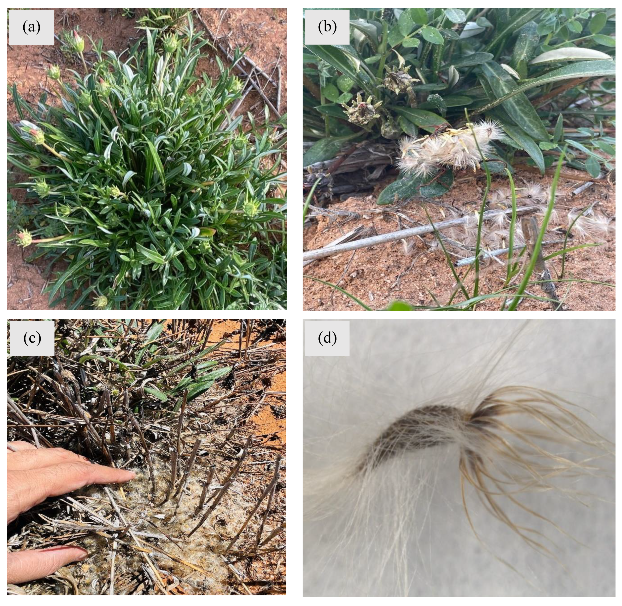 Plants 14 00915 g004