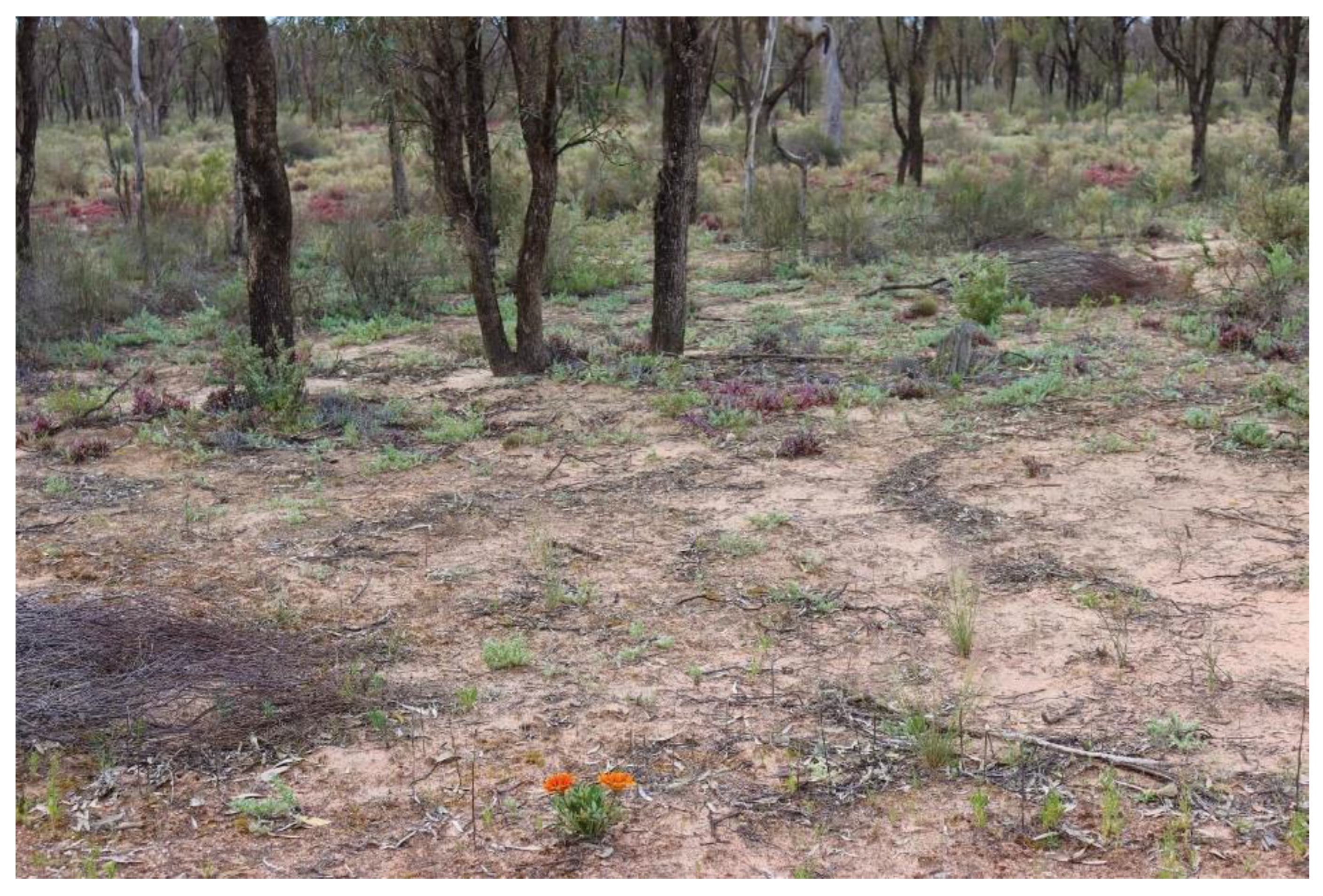 Plants 14 00915 g005